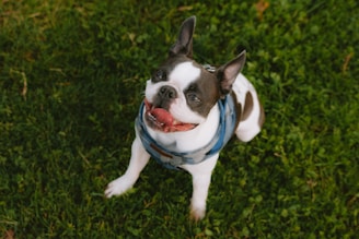 Perro feliz