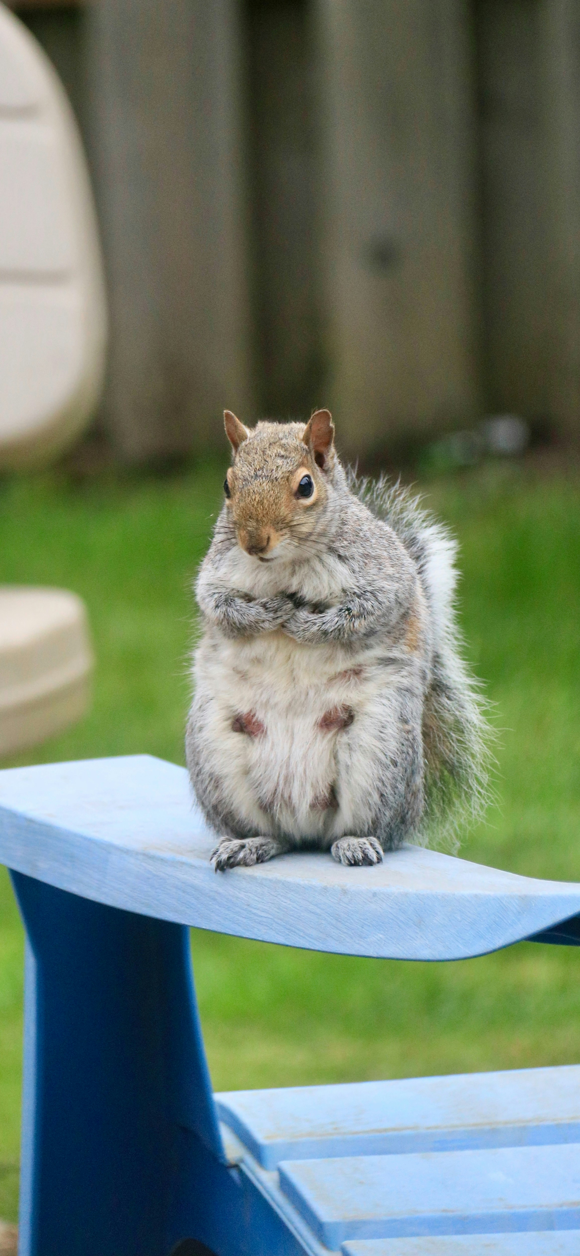 a squirrel sitting on top of a blue bench