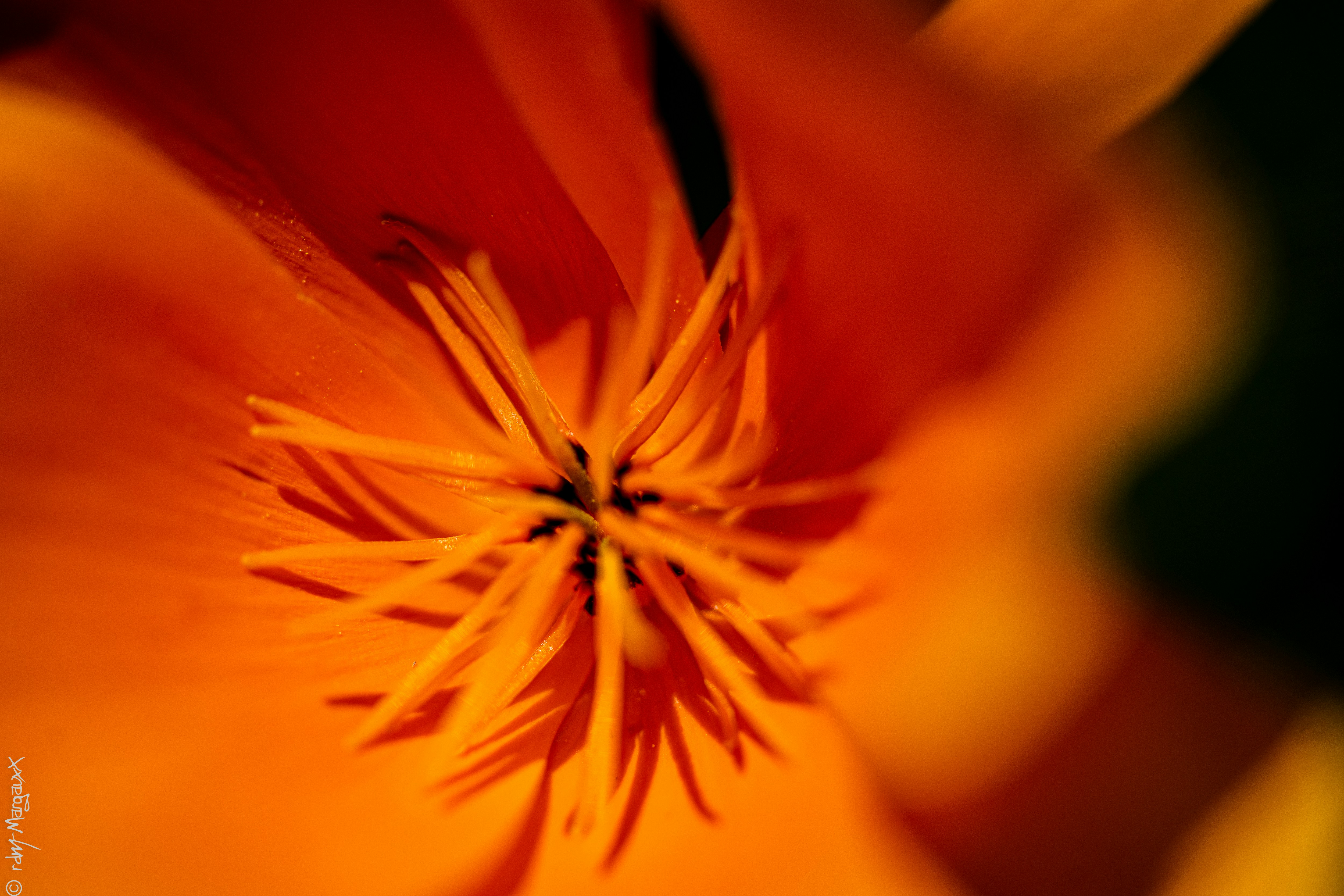 Une équipe révolutionne l’intelligence artificielle avec Perforated AI inspiré des dendrites