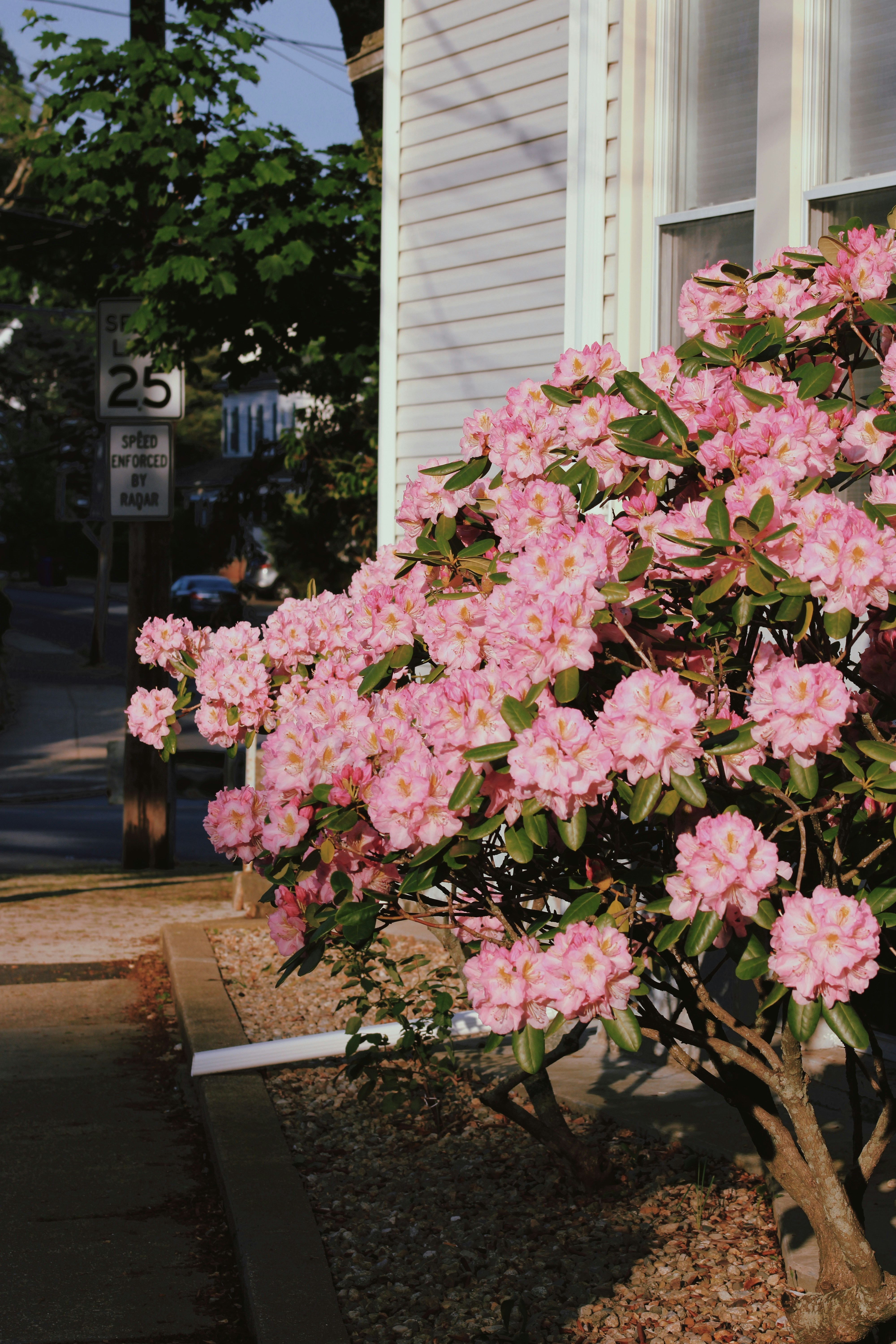 a bush of pink flowers in front of a house