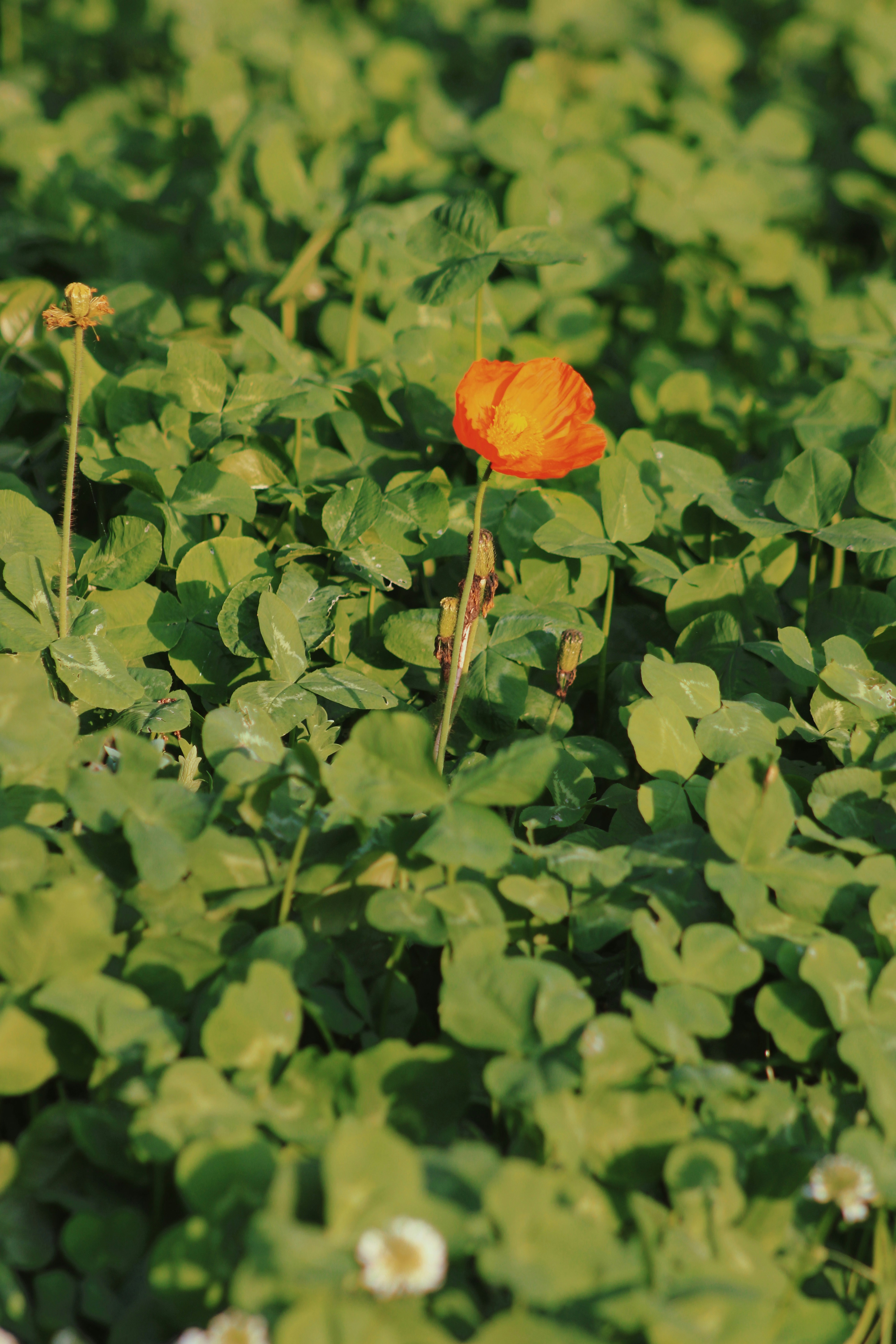 a single red flower is in the middle of a green field
