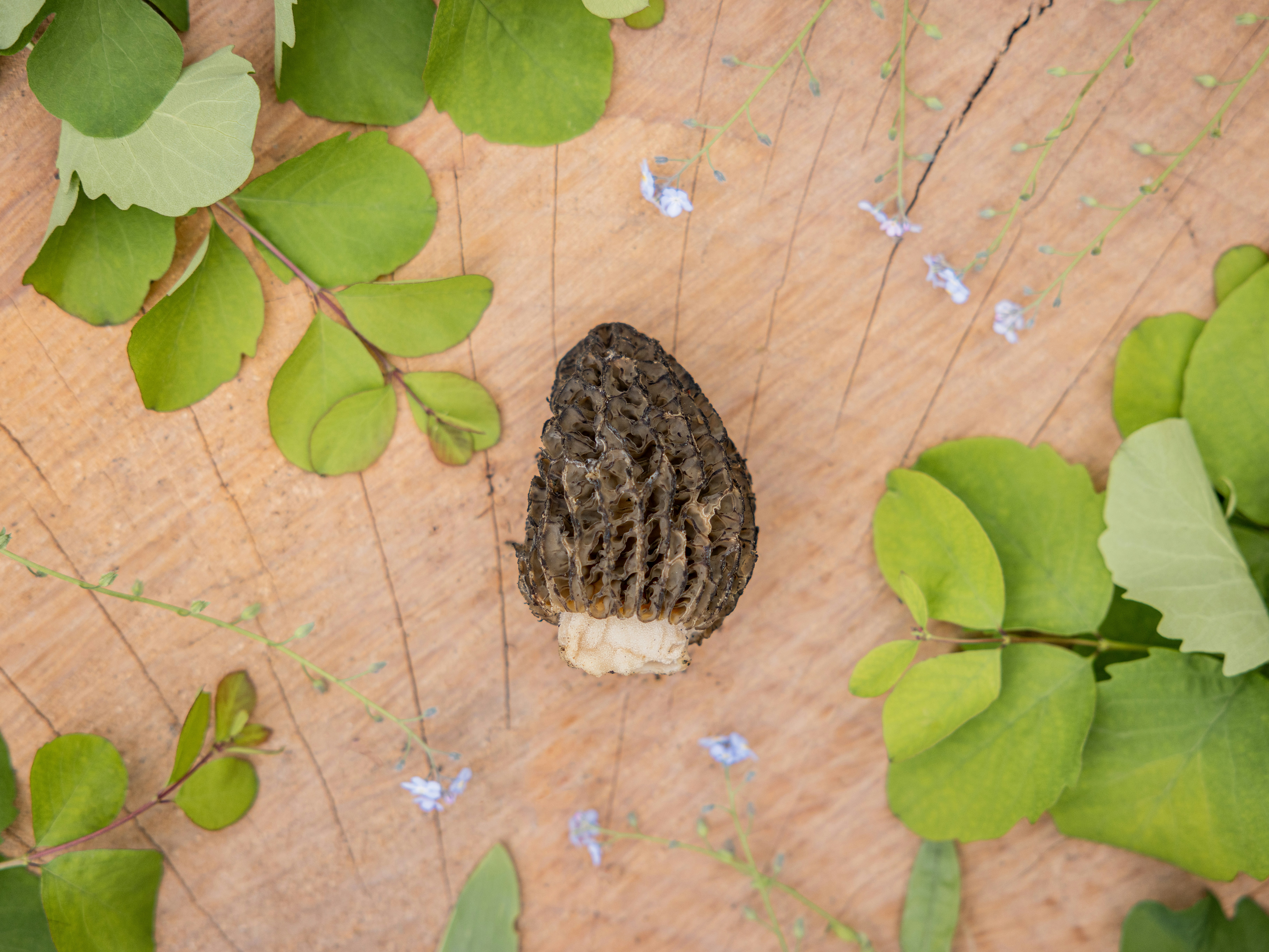 a butterfly sitting on top of a wooden table
