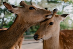 a couple of deer standing next to each other