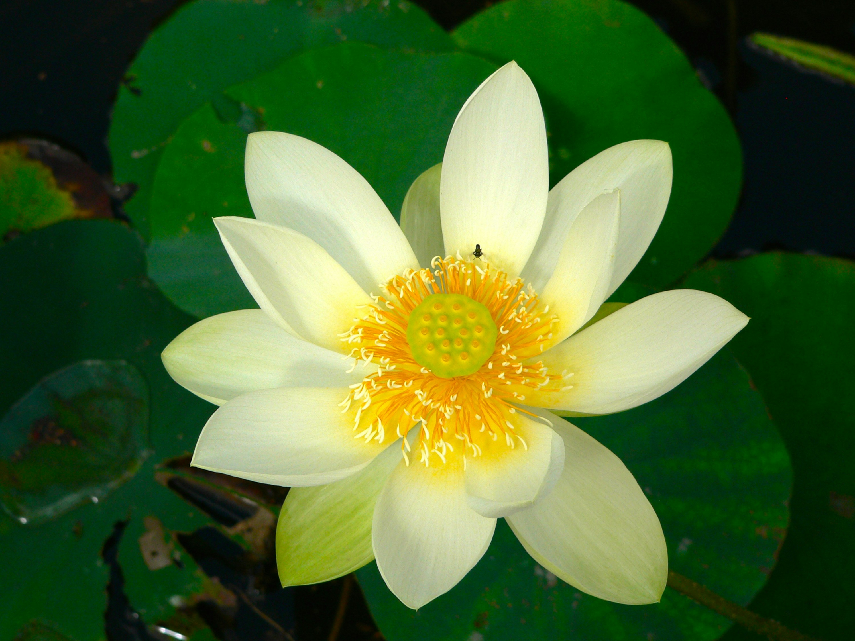 a white flower with yellow center surrounded by green leaves