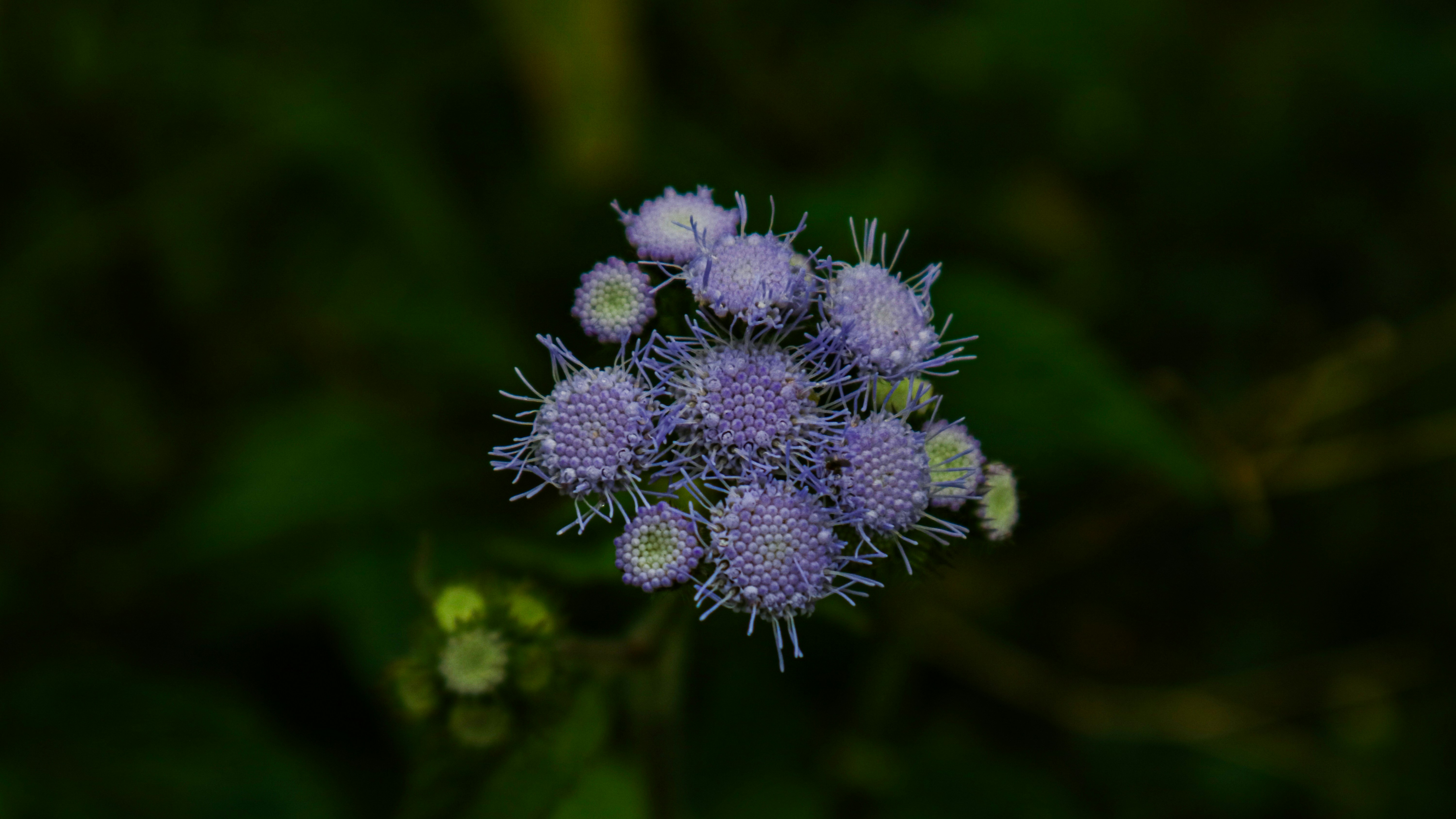 Photo by gammalilith