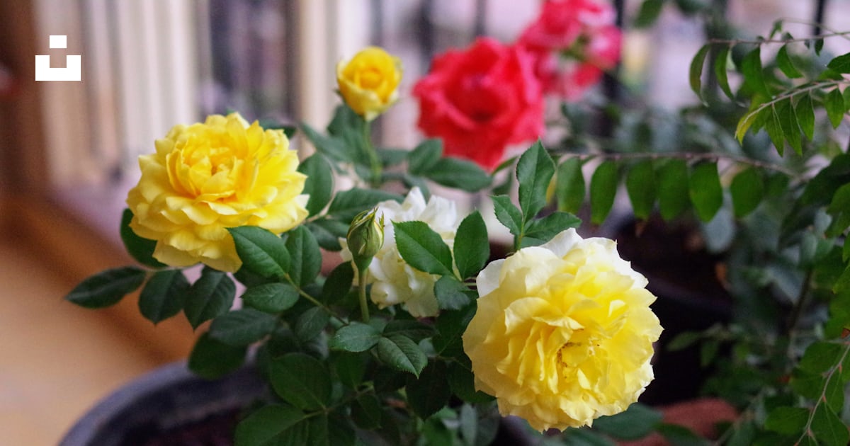 Une plante en pot avec des fleurs jaunes et rouges photo – Image ...