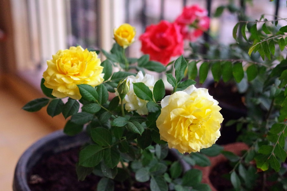 Growing roses containers balcony: step-by-step visual example