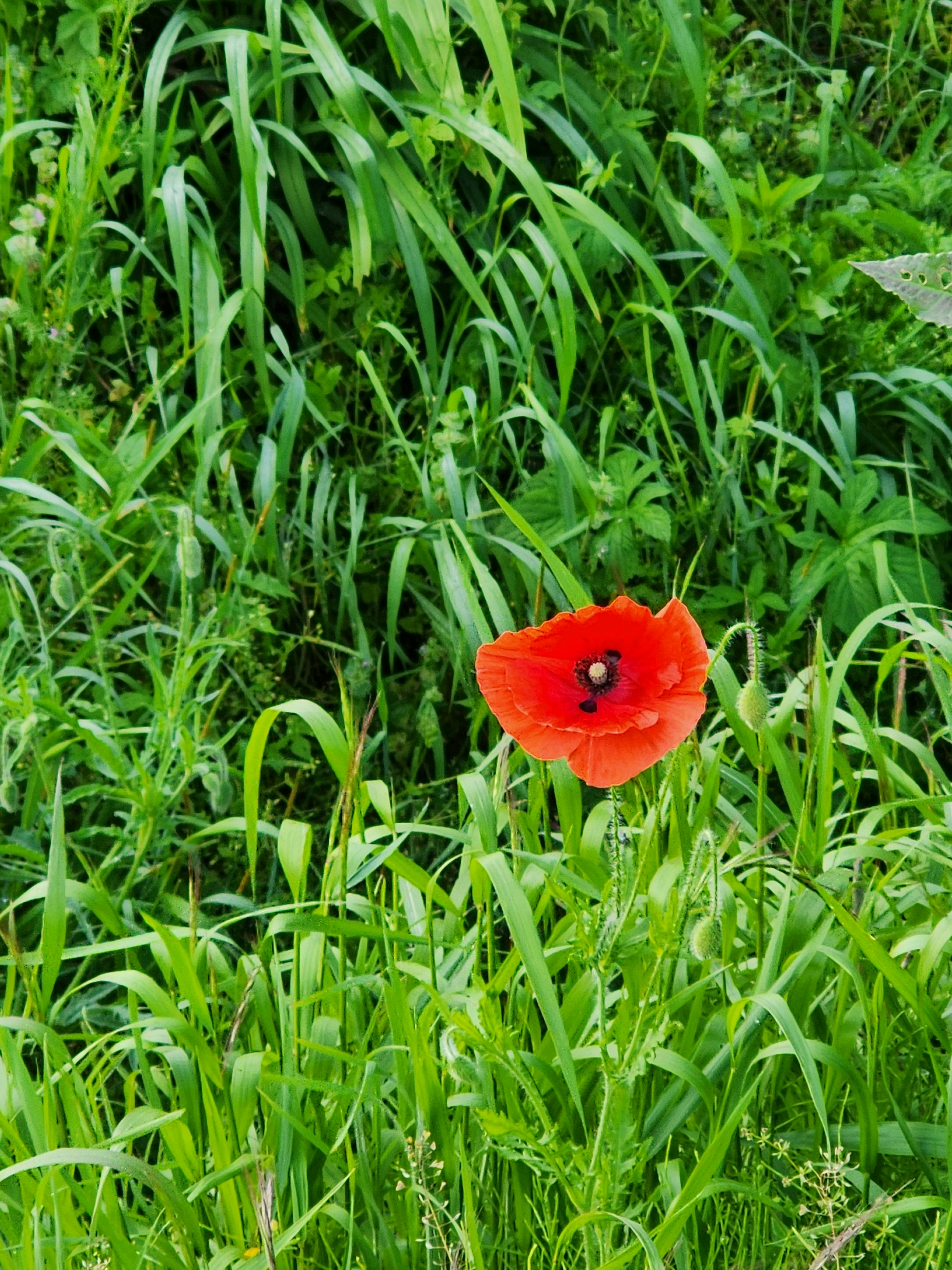 Photo by silvery8464