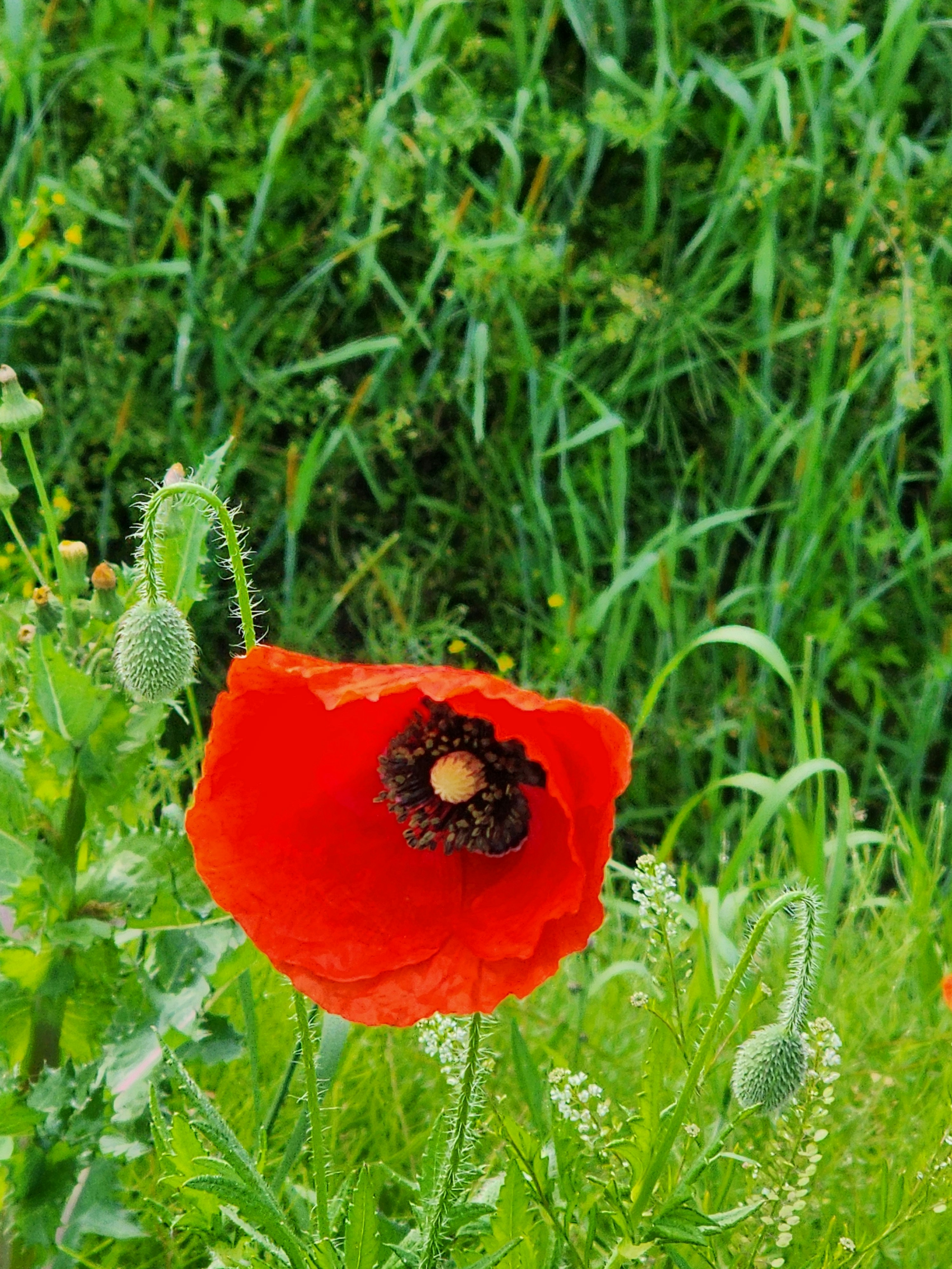 Photo by silvery8464