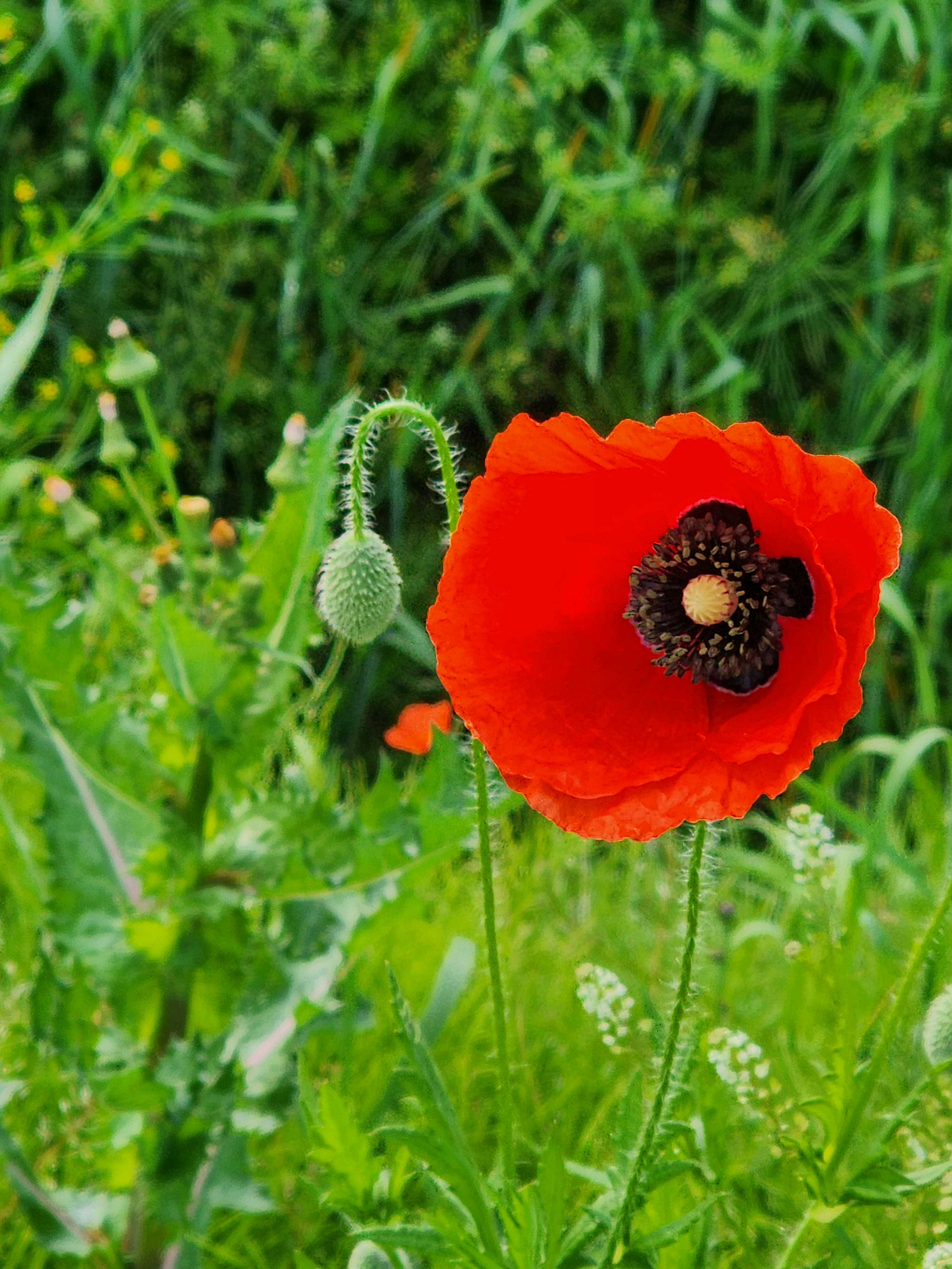 Photo by silvery8464