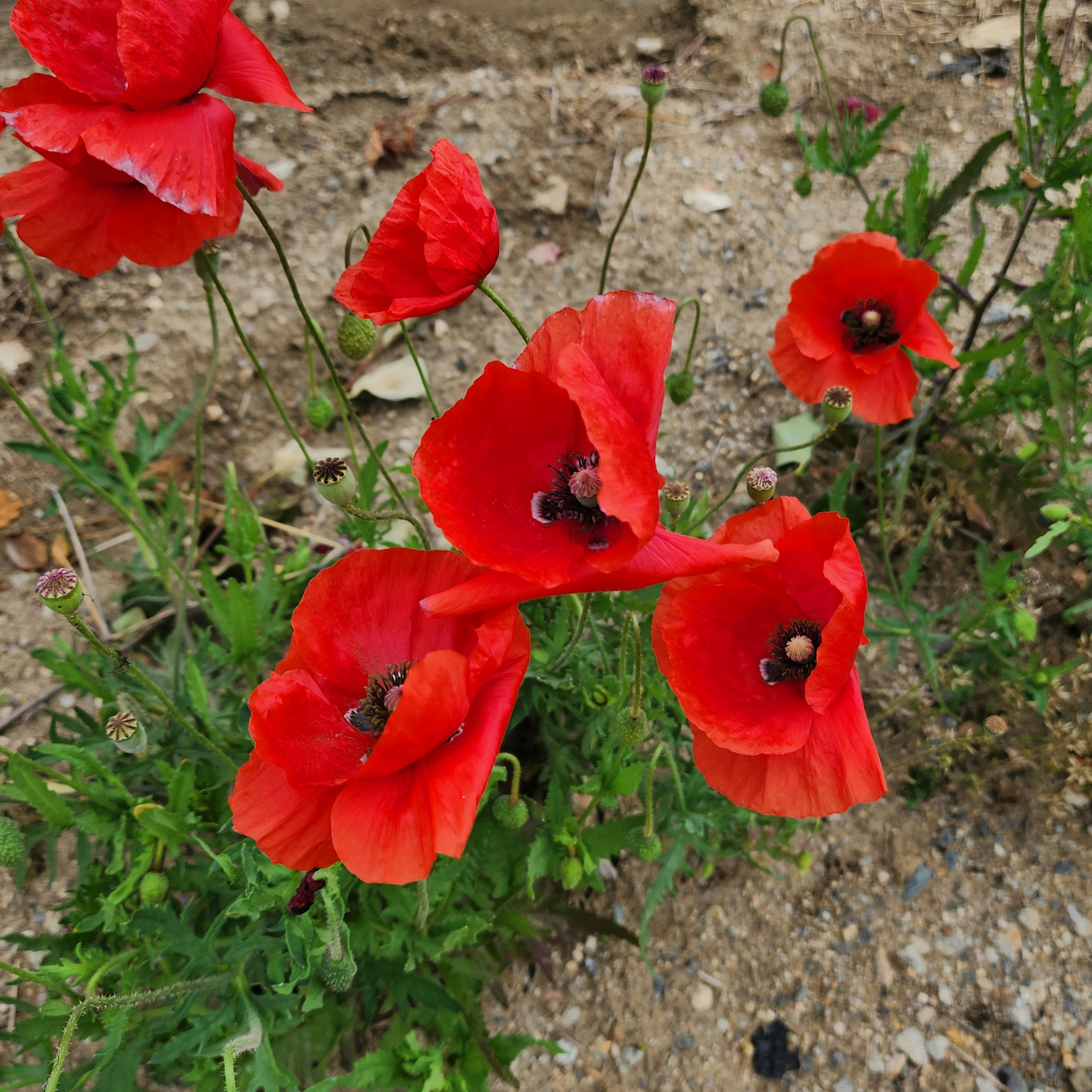 Photo by silvery8464