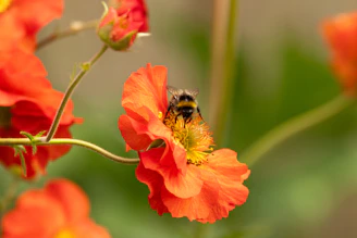 a bee is sitting on a red flower