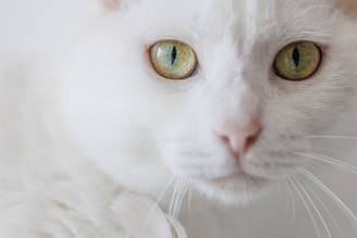 a close up of a white cat with green eyes