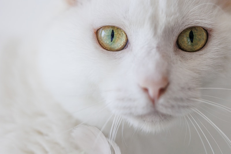 a close up of a white cat with green eyes