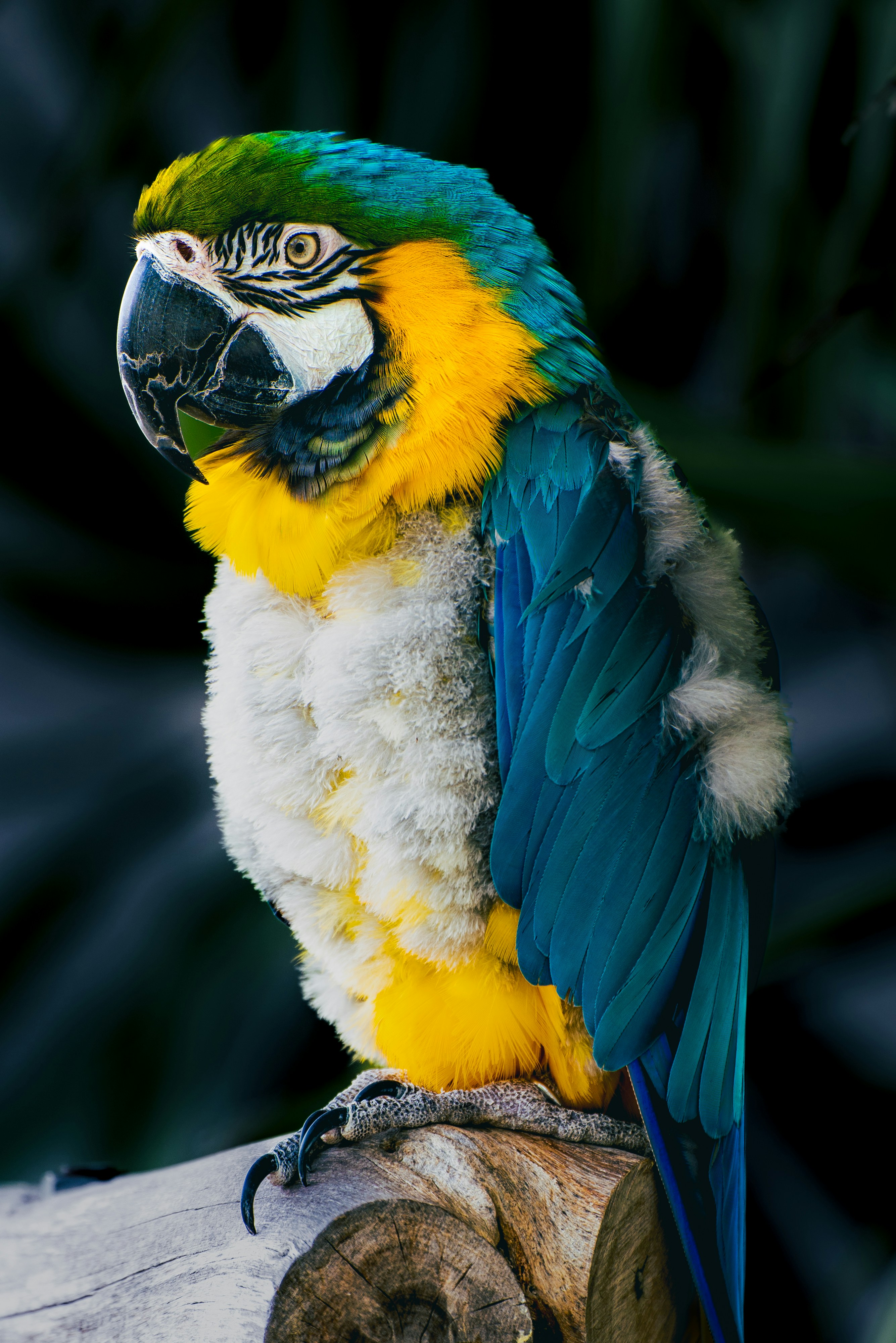 a colorful parrot sitting on top of a tree branch