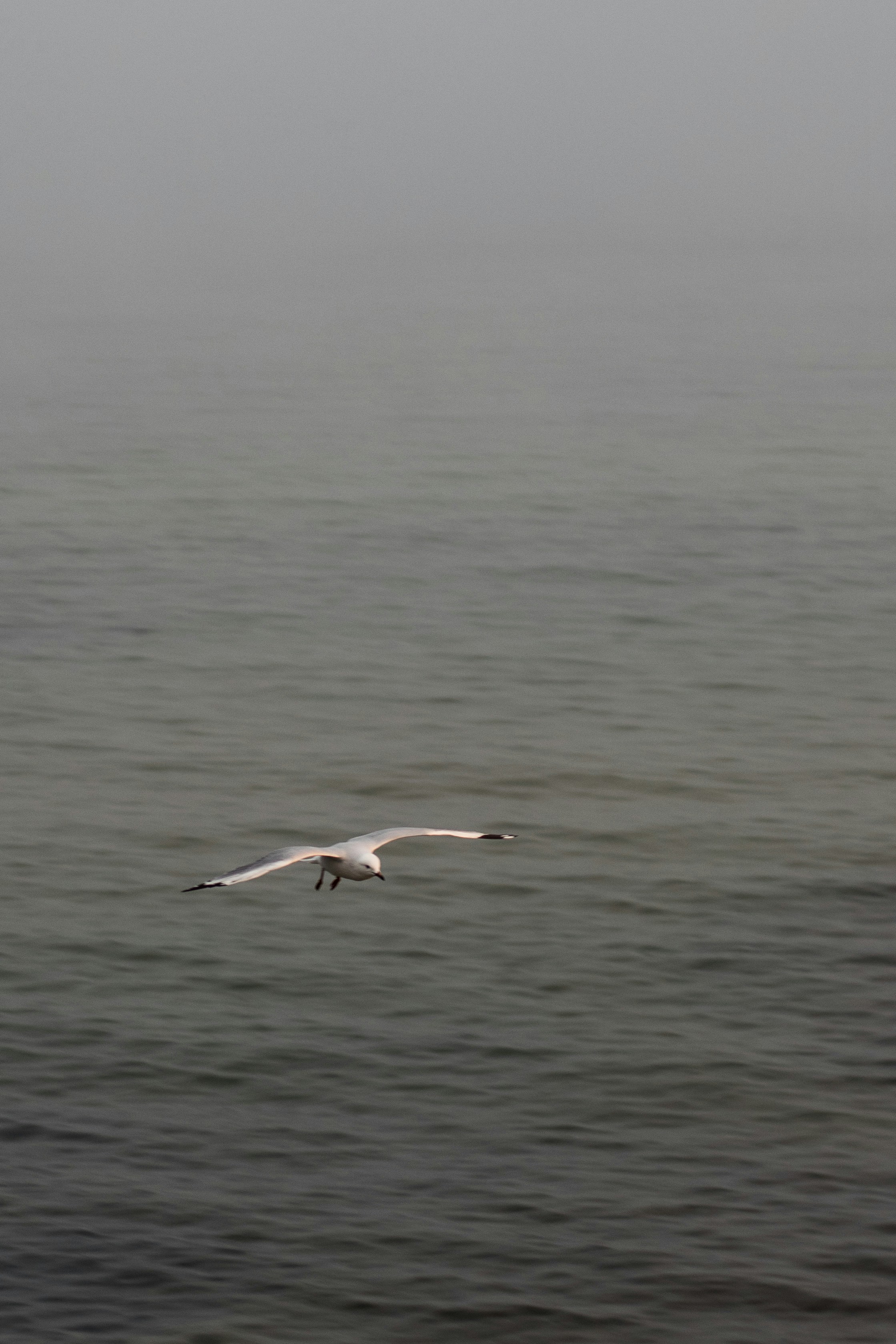 Un gabbiano che sorvola l'oceano in una giornata nebbiosa