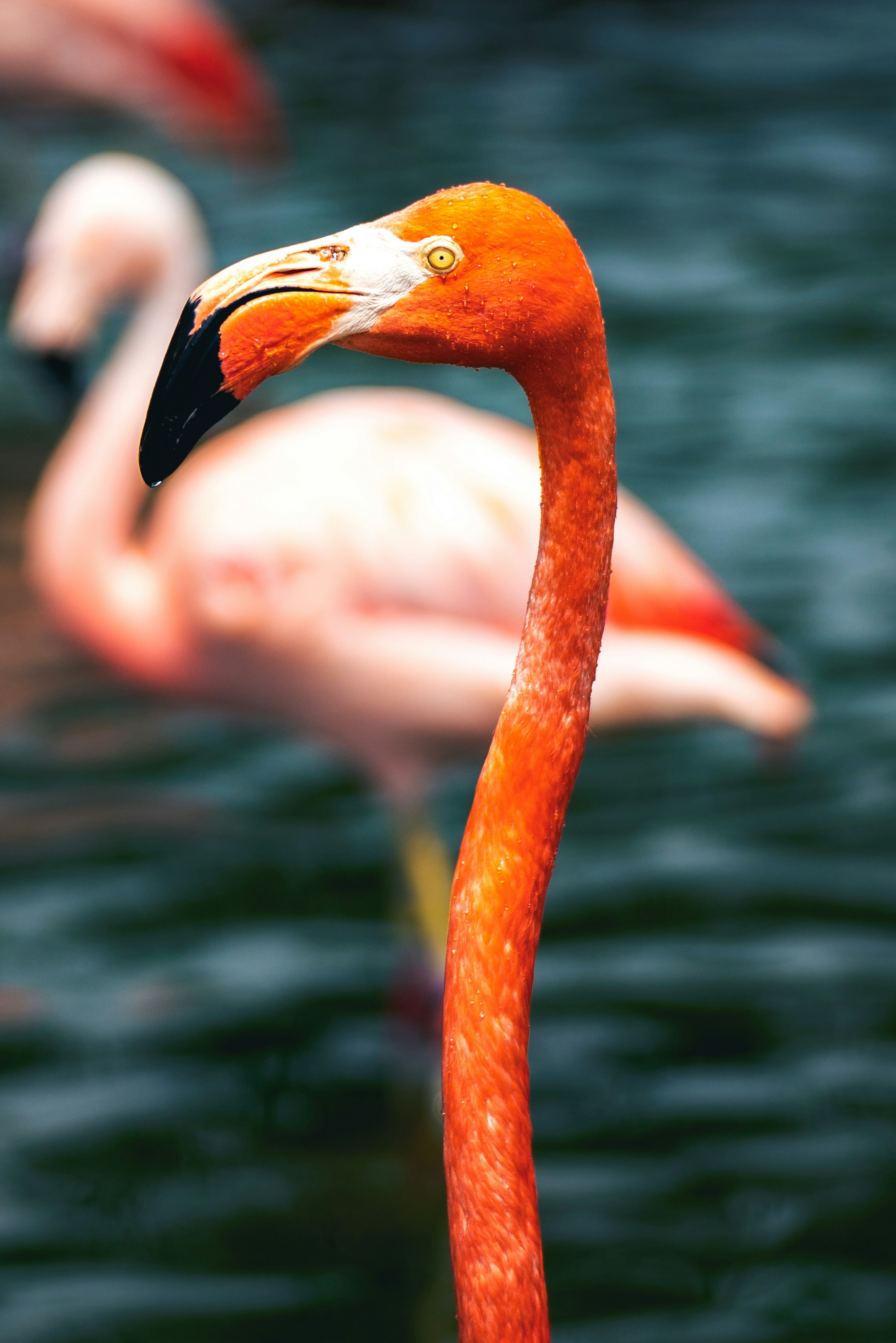 a close up of a flamingo standing in the water
