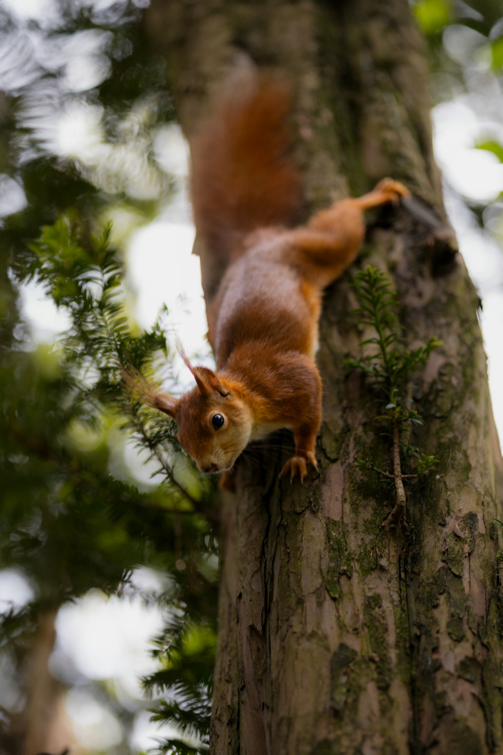a red squirrel climbing up a tree trunk