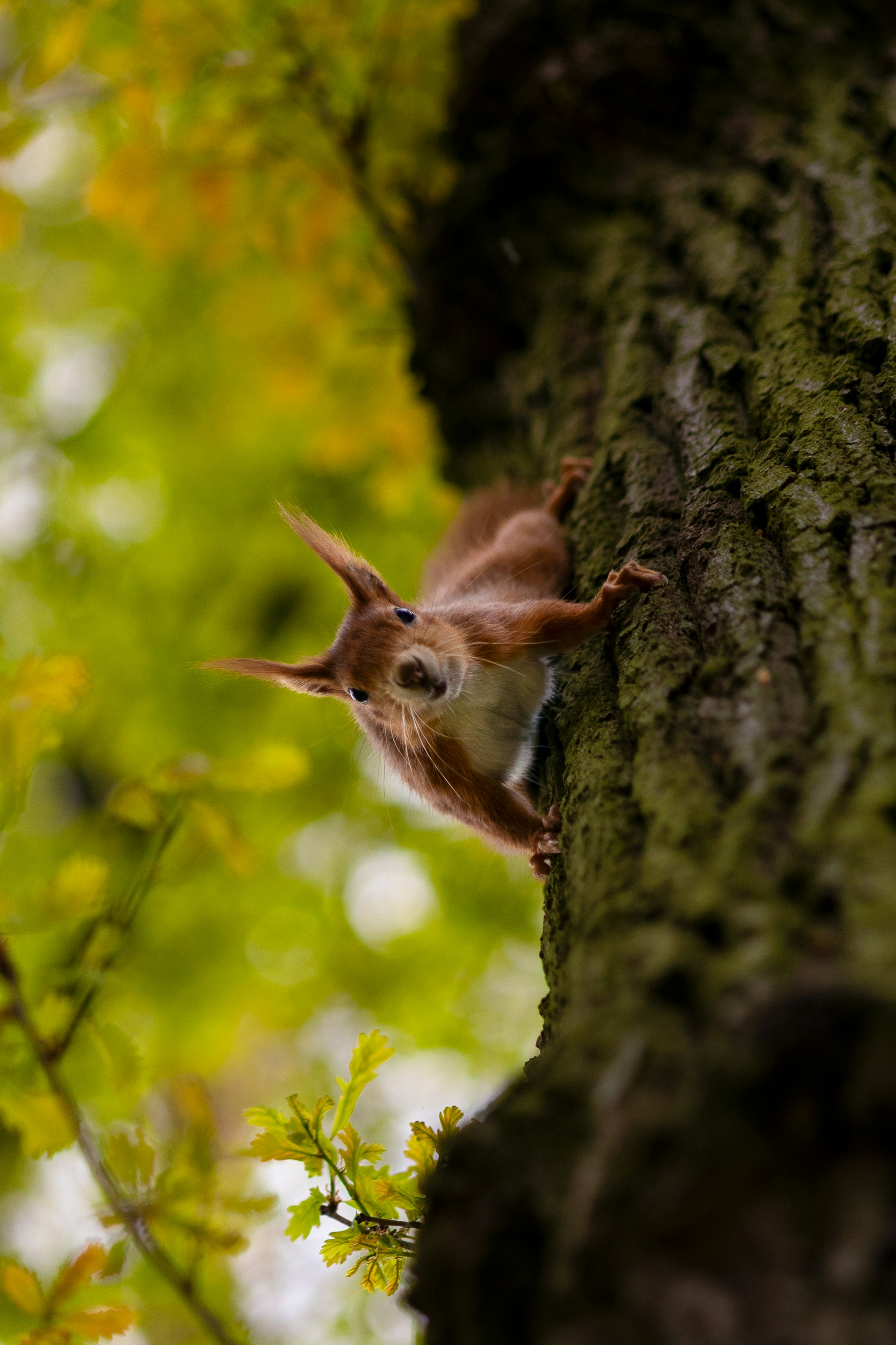 a squirrel is peeking out from behind a tree