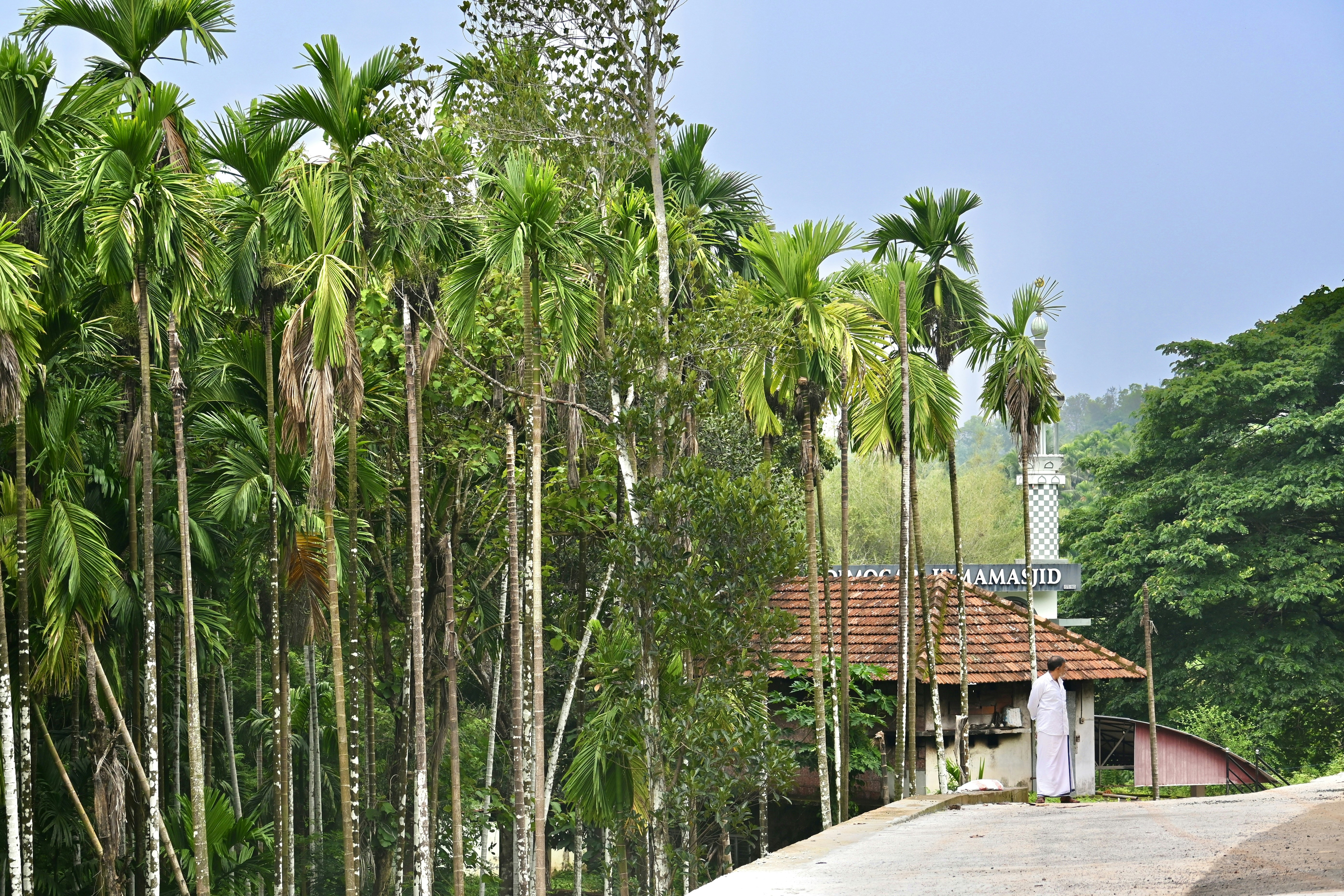 Tropical landscape with palms