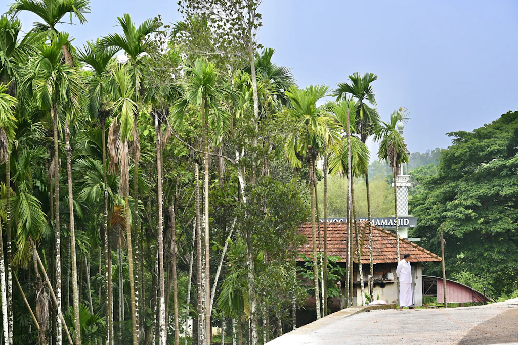 Areca palms beside a red-roofed building (sample photo)