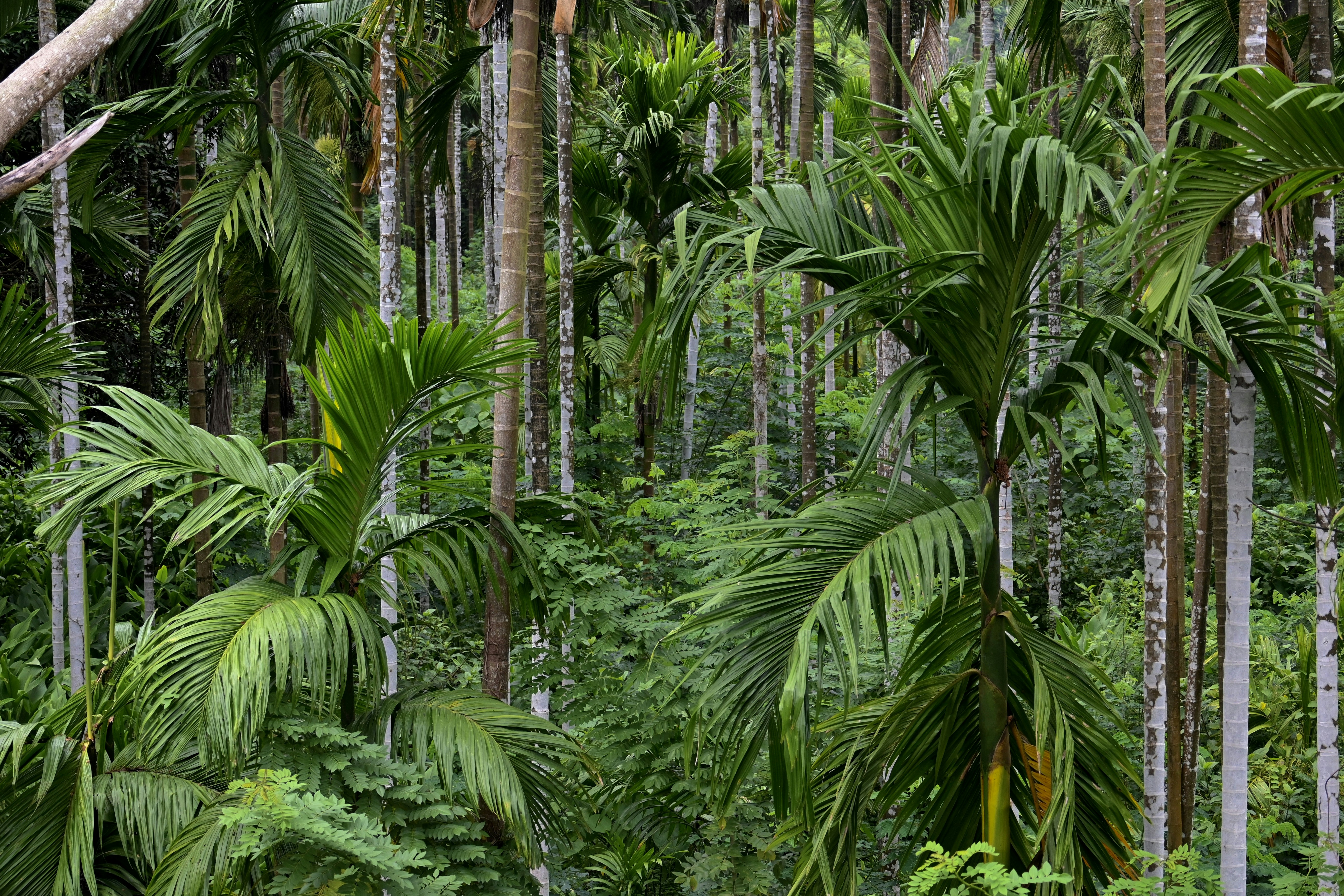 Photo by praswinprakashan