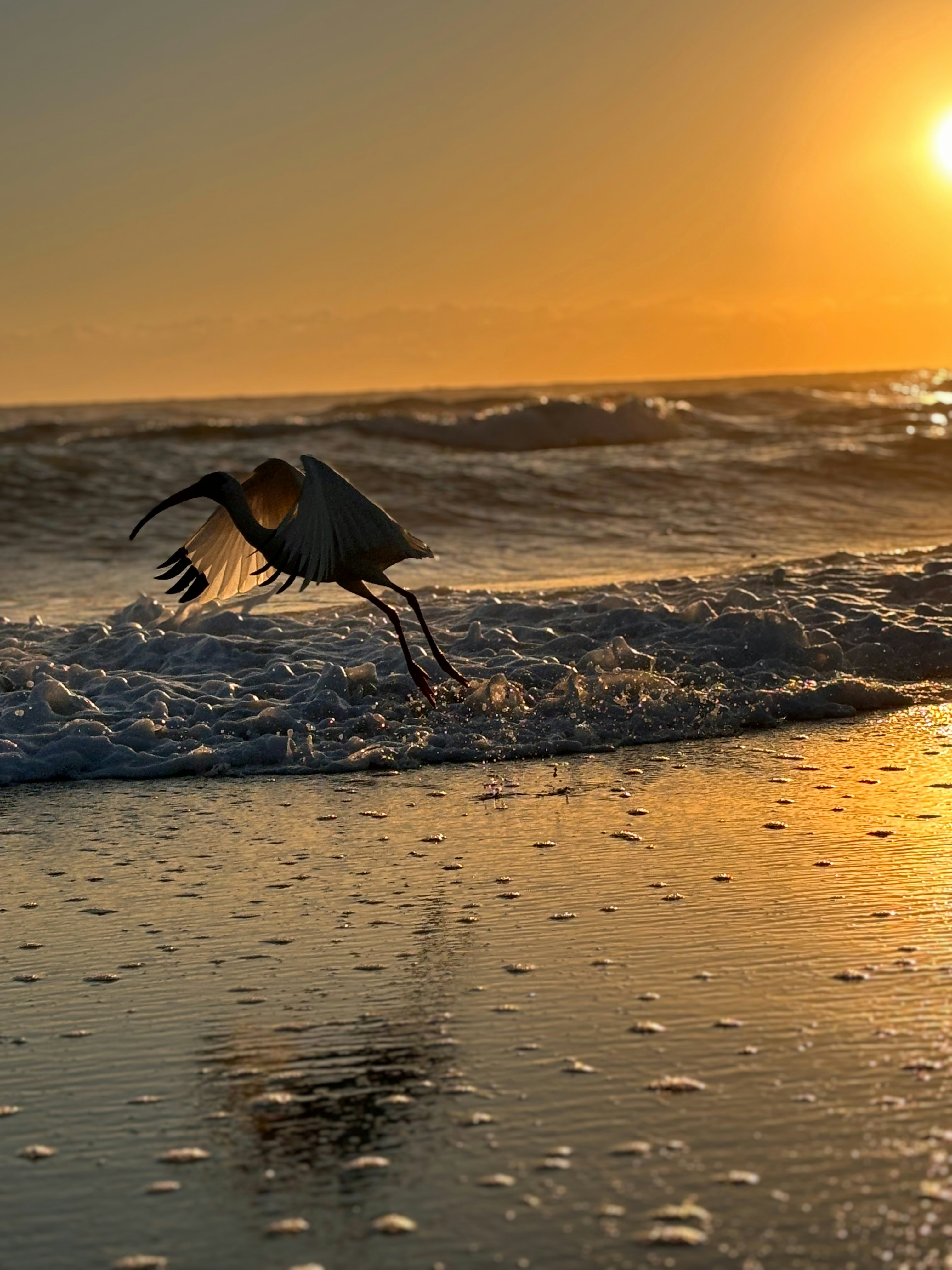ビーチの水の上を鳥が飛んでいる