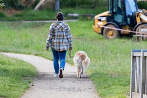 夏の愛犬の散歩の時間帯