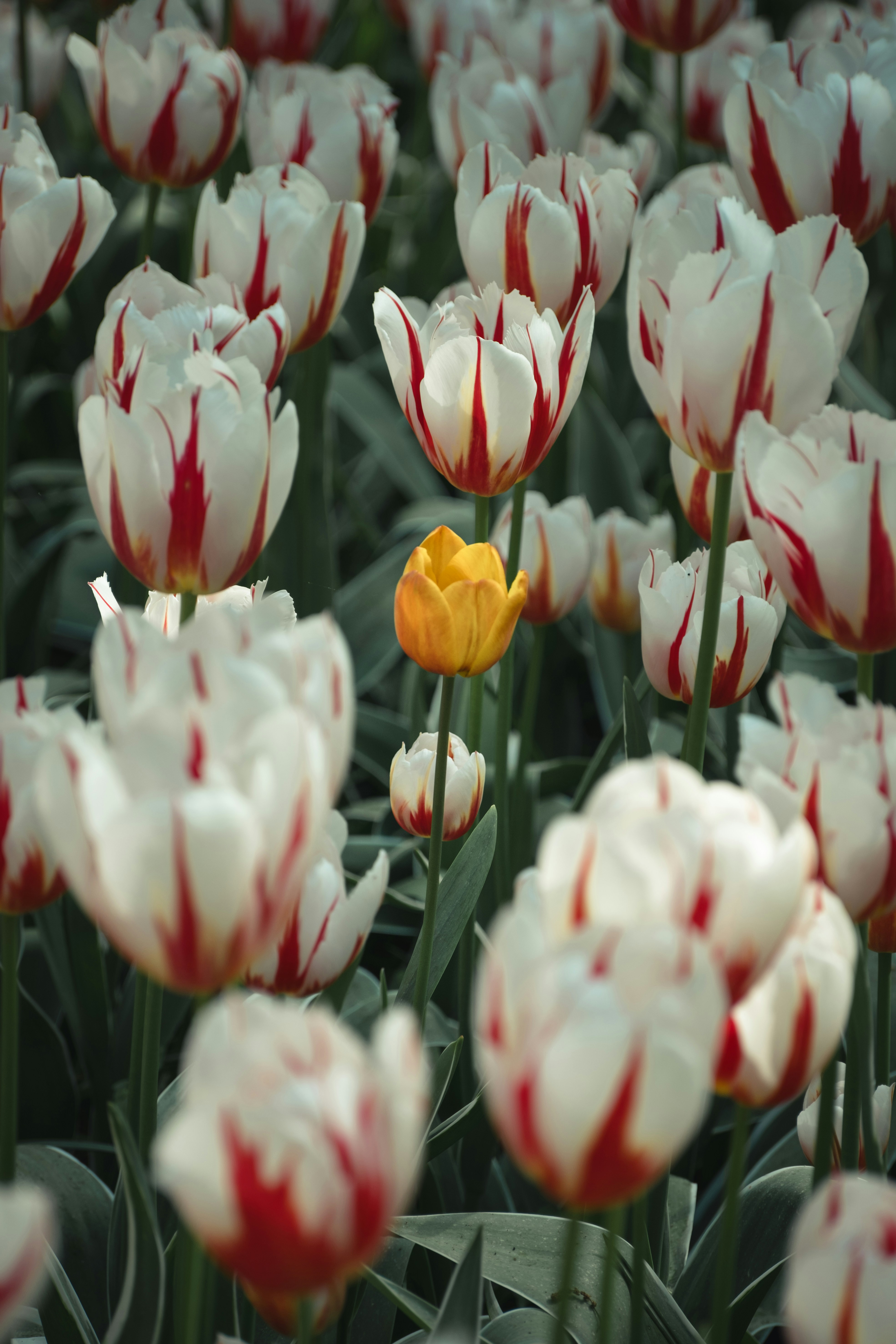 a yellow tulip in a field of white and red tulips