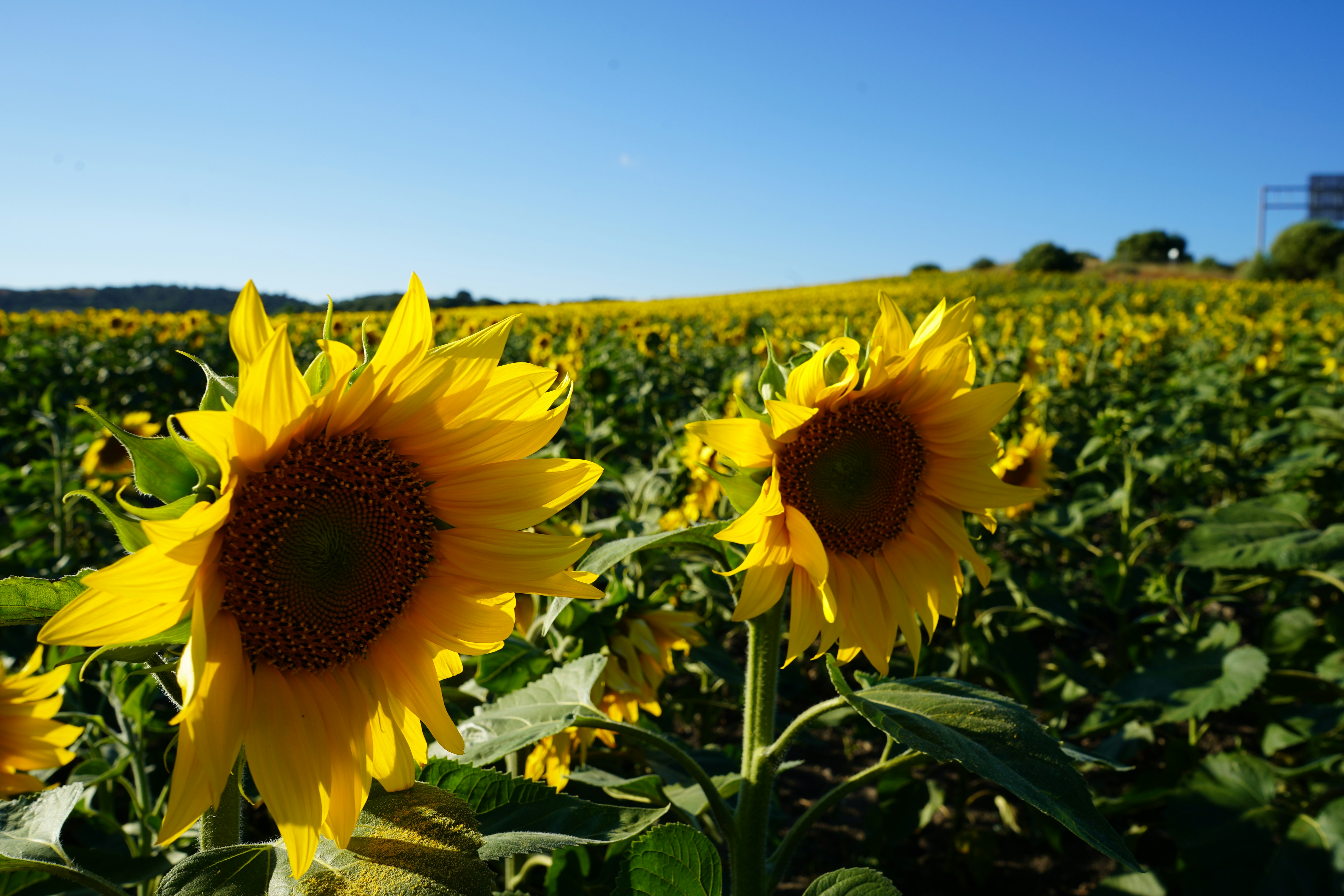 um campo de girassóis com um céu azul no fundo