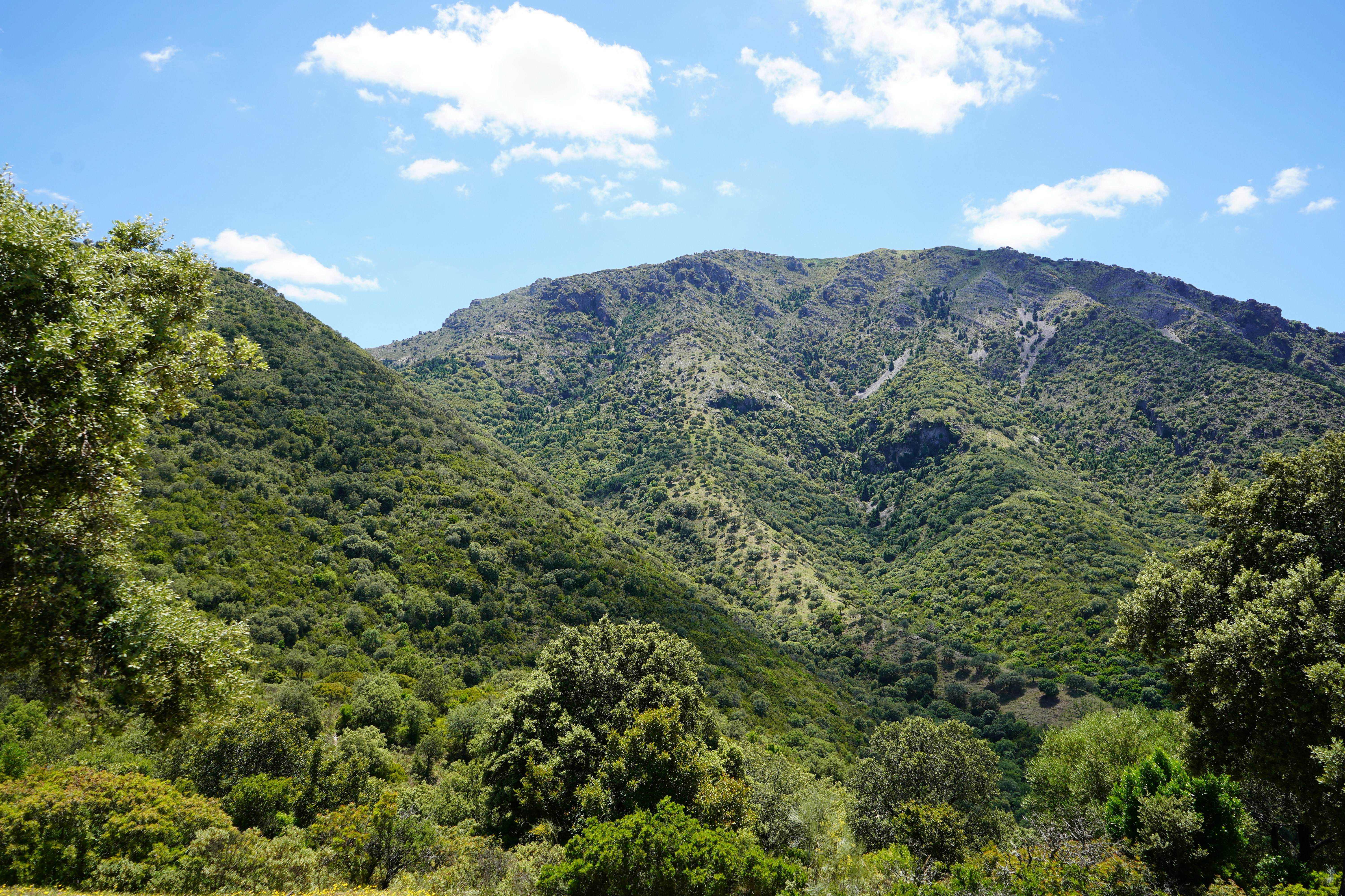 uma vista de uma cordilheira com árvores em primeiro plano