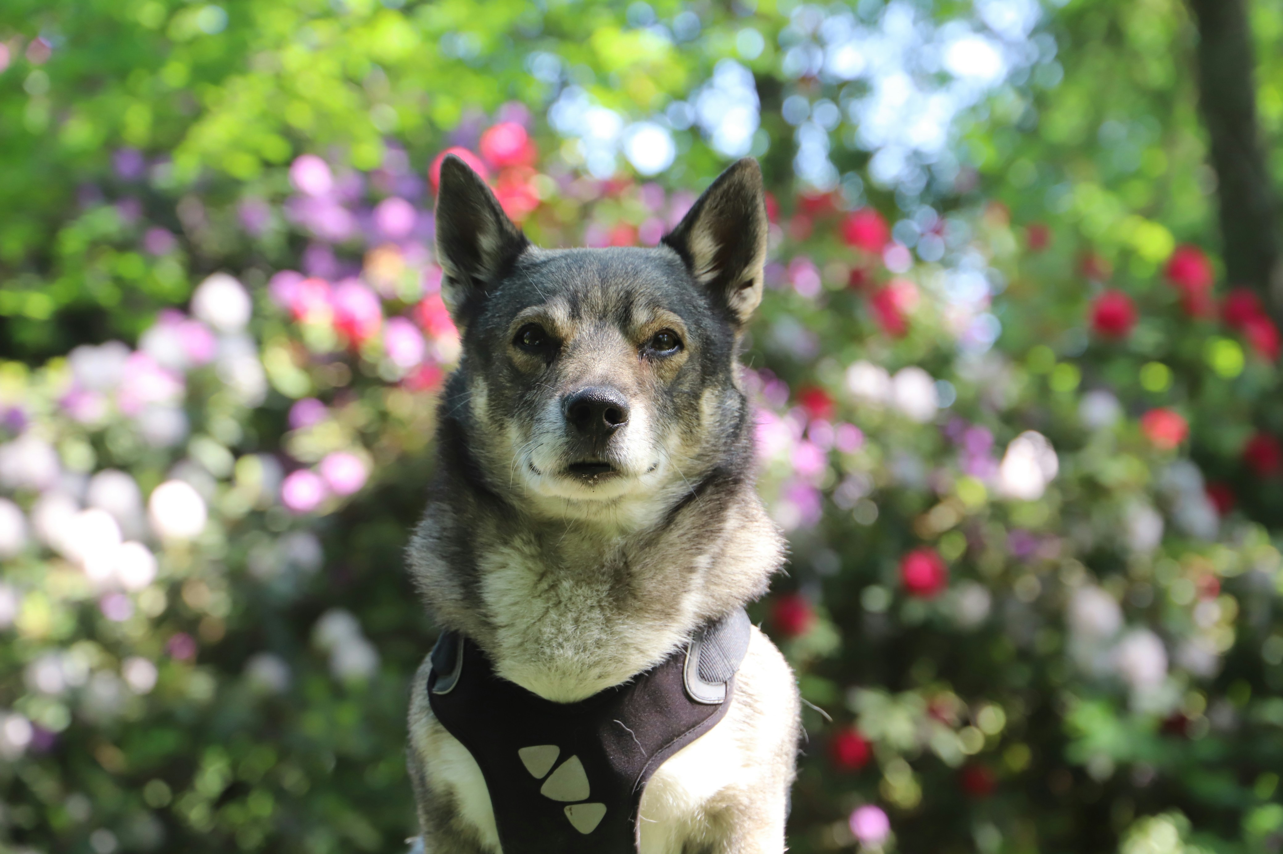 a dog wearing a vest in front of flowers