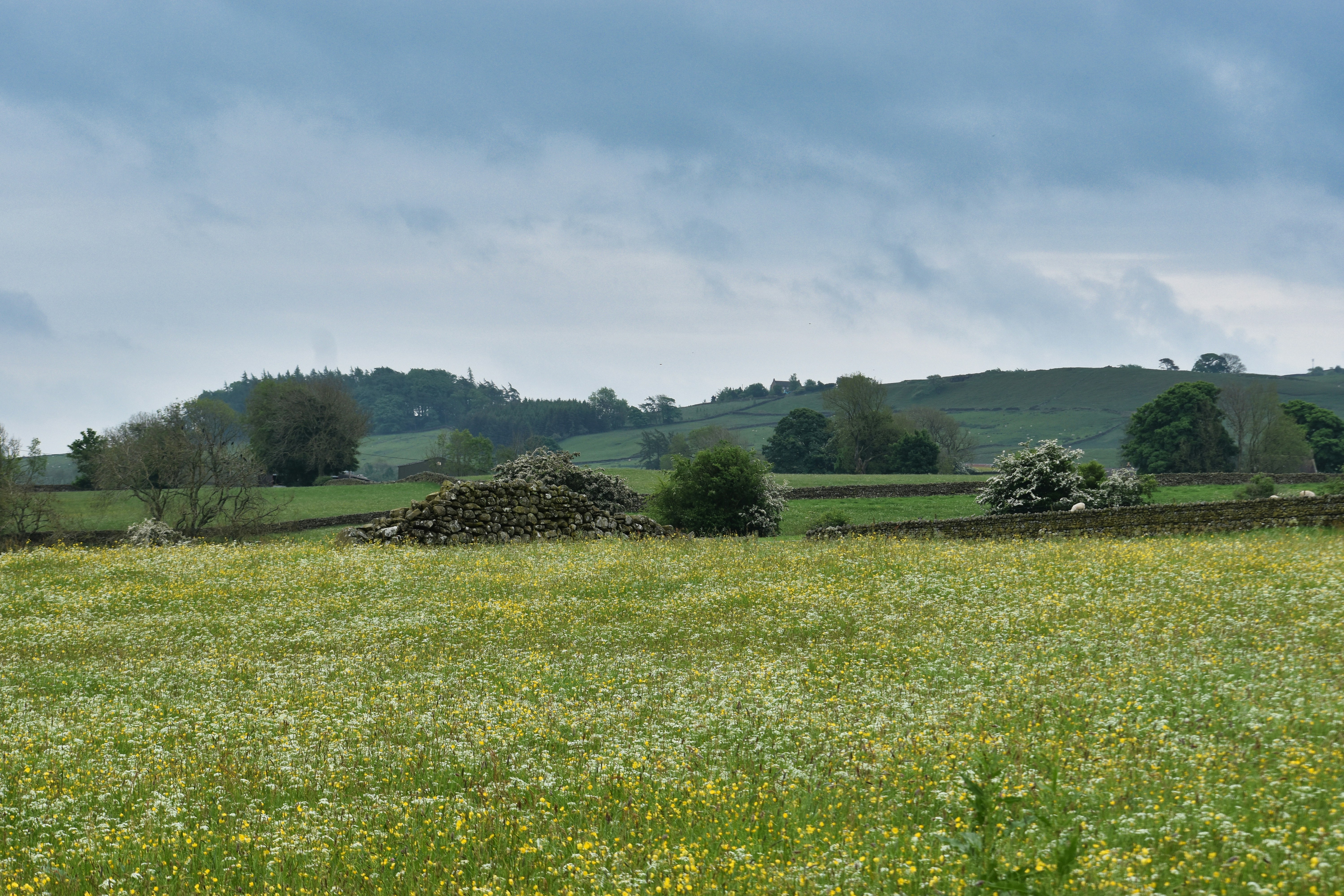un campo d'erba con alberi sullo sfondo