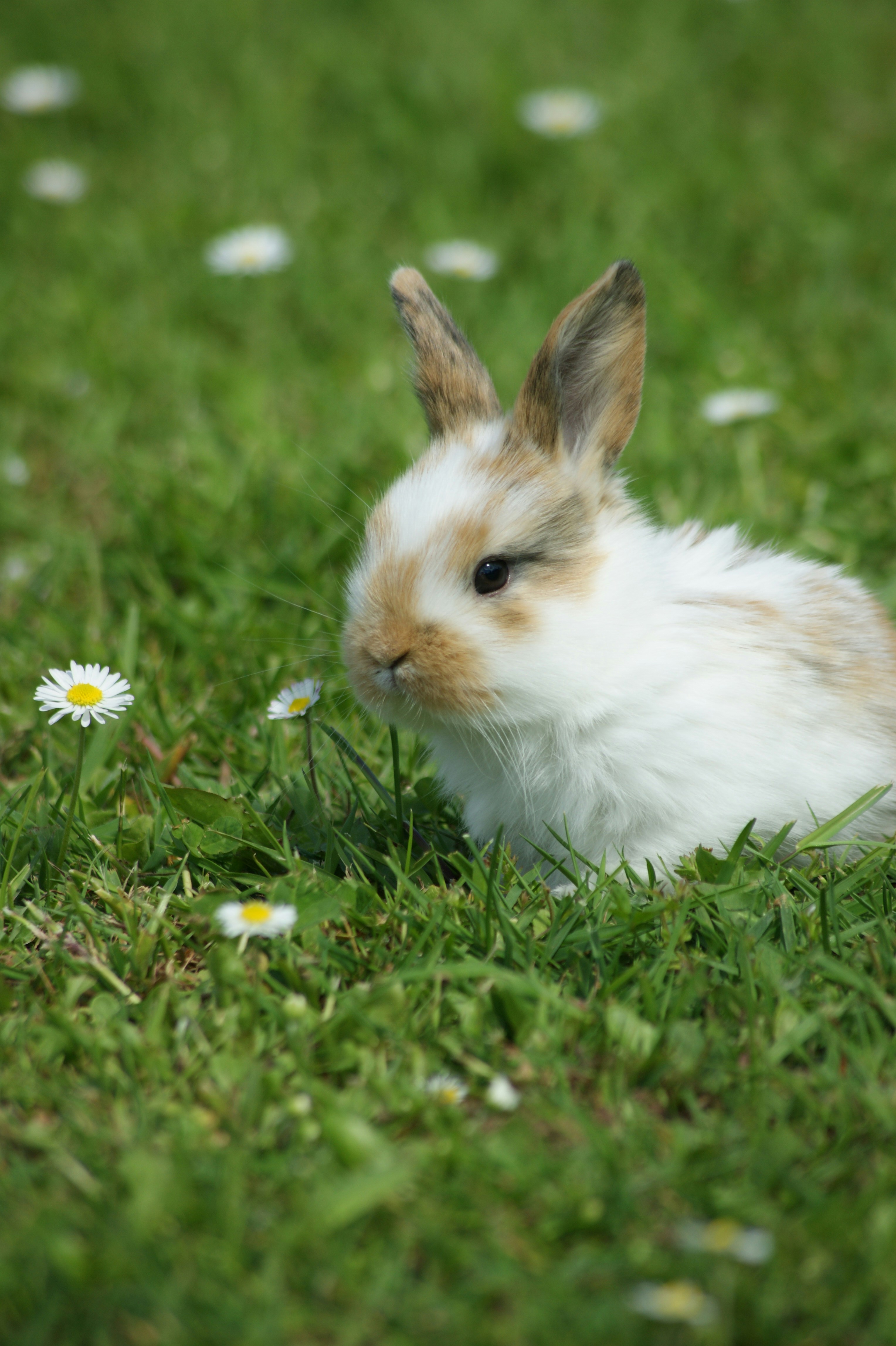 A small rabbit is sitting in the grass photo – Free Flower Image on ...