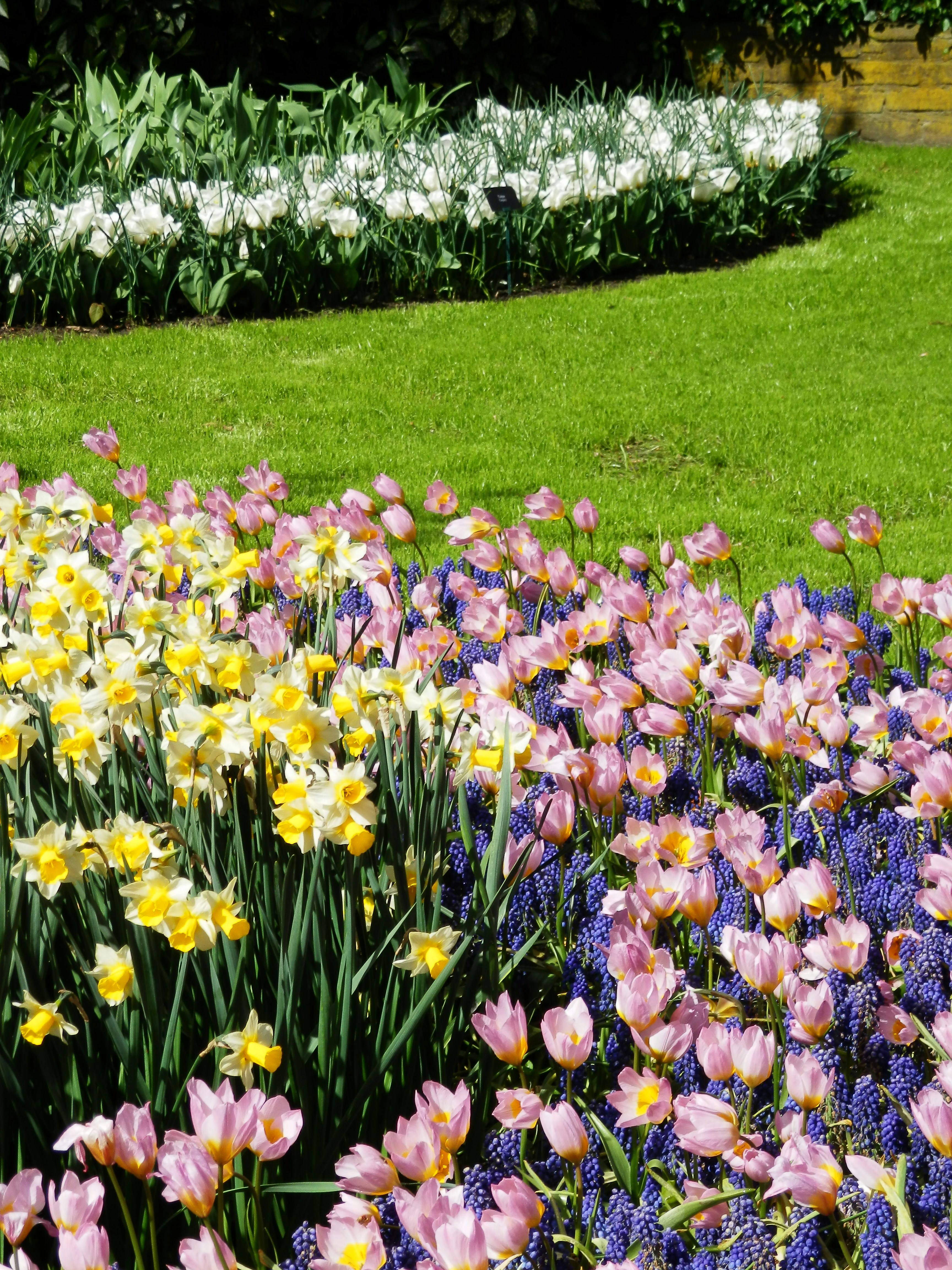 a bunch of flowers that are in the grass