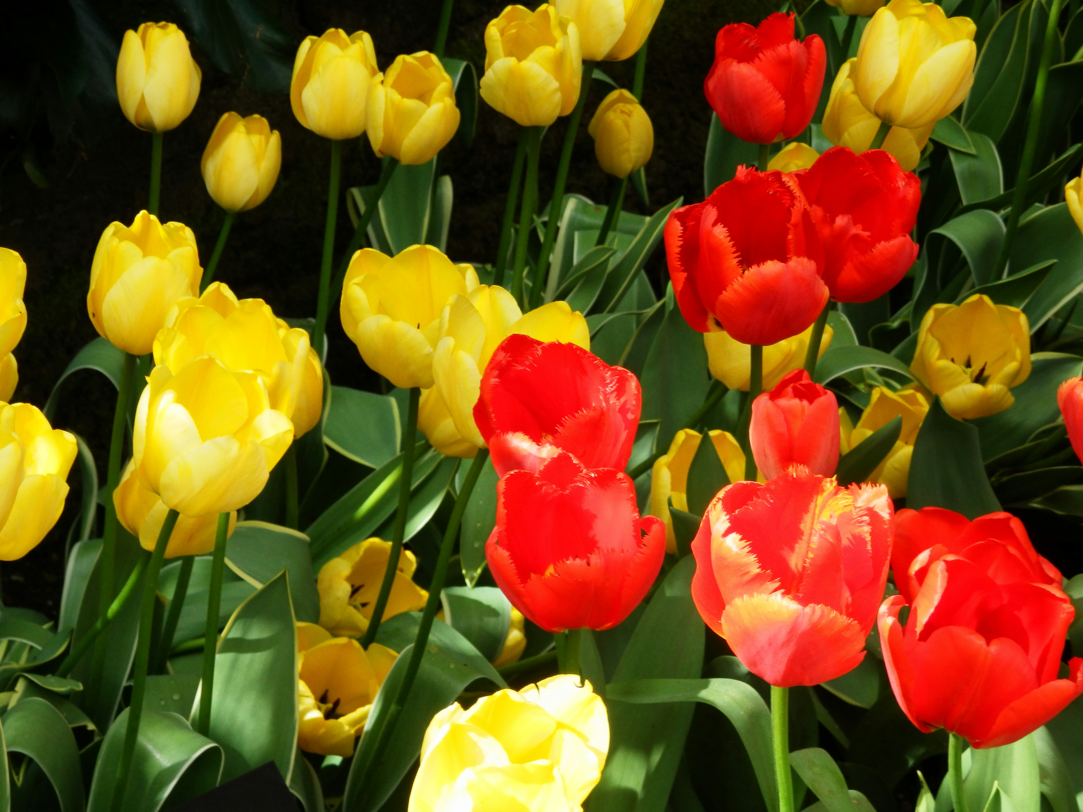 a bunch of red and yellow tulips in a field