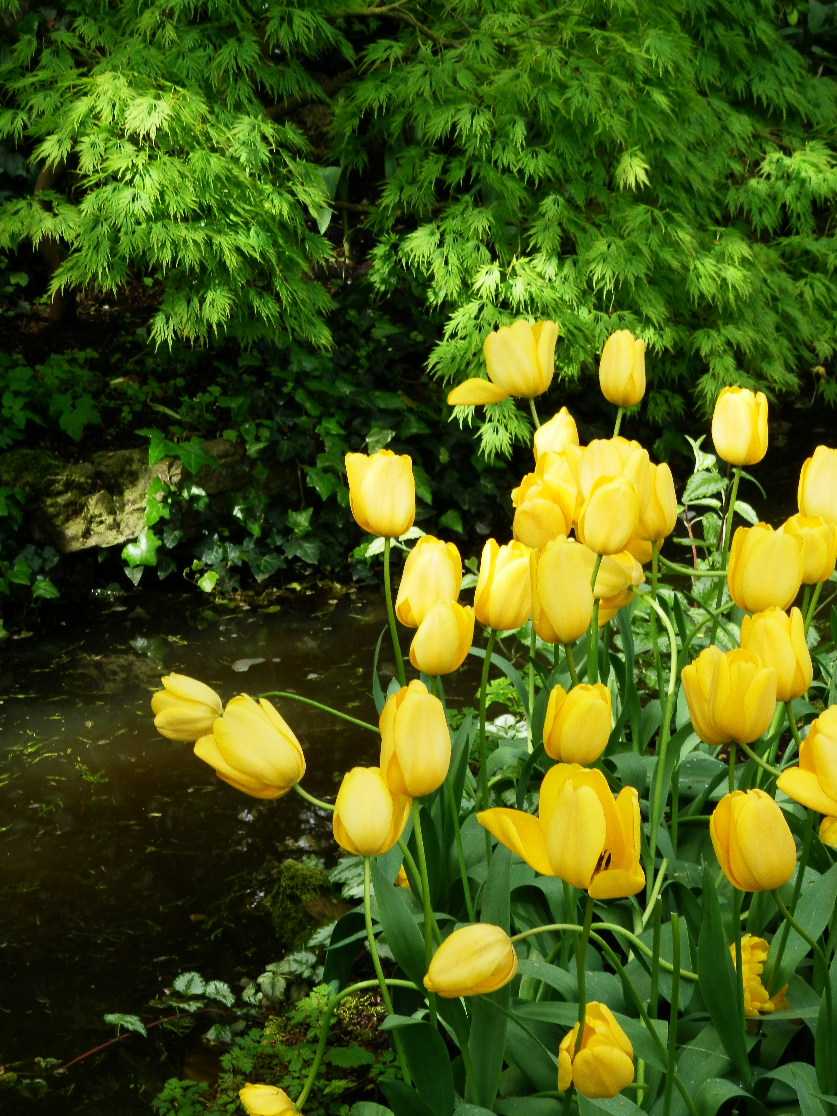 a bunch of yellow flowers in a garden