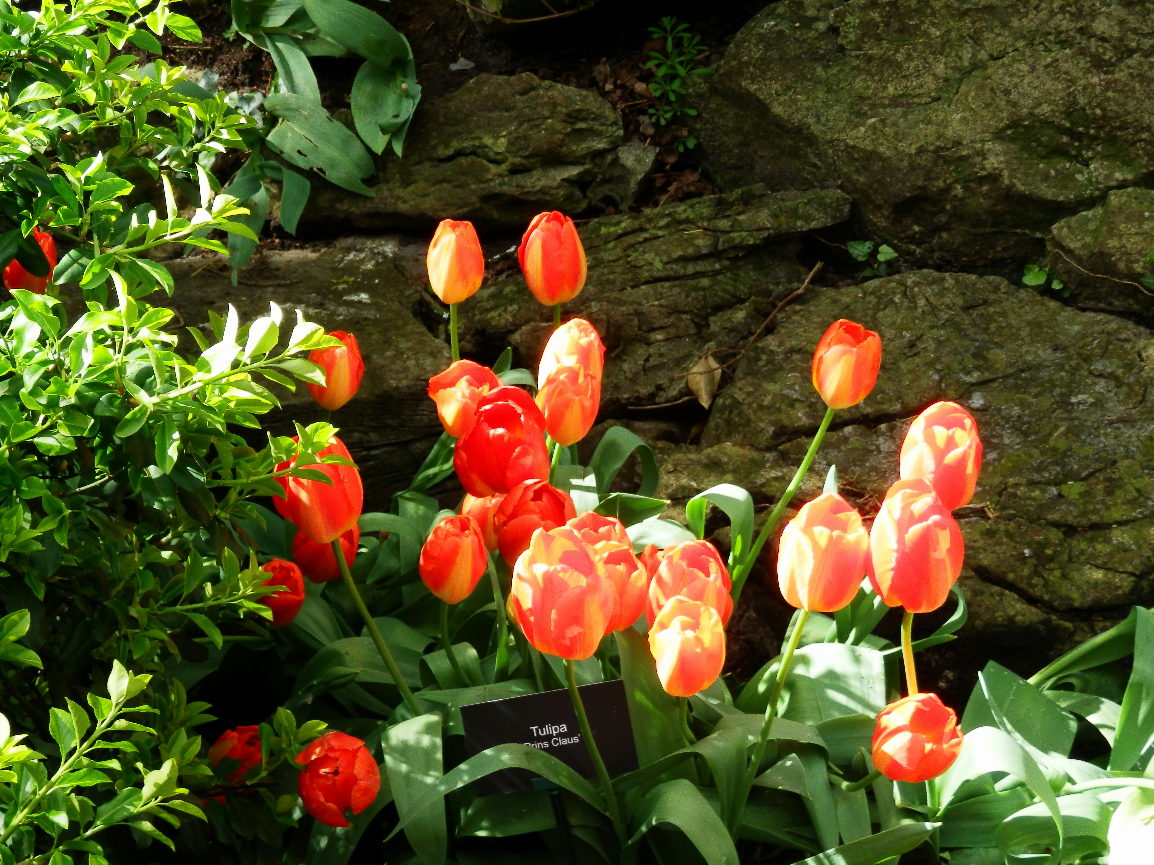 a bunch of red and yellow flowers in a garden