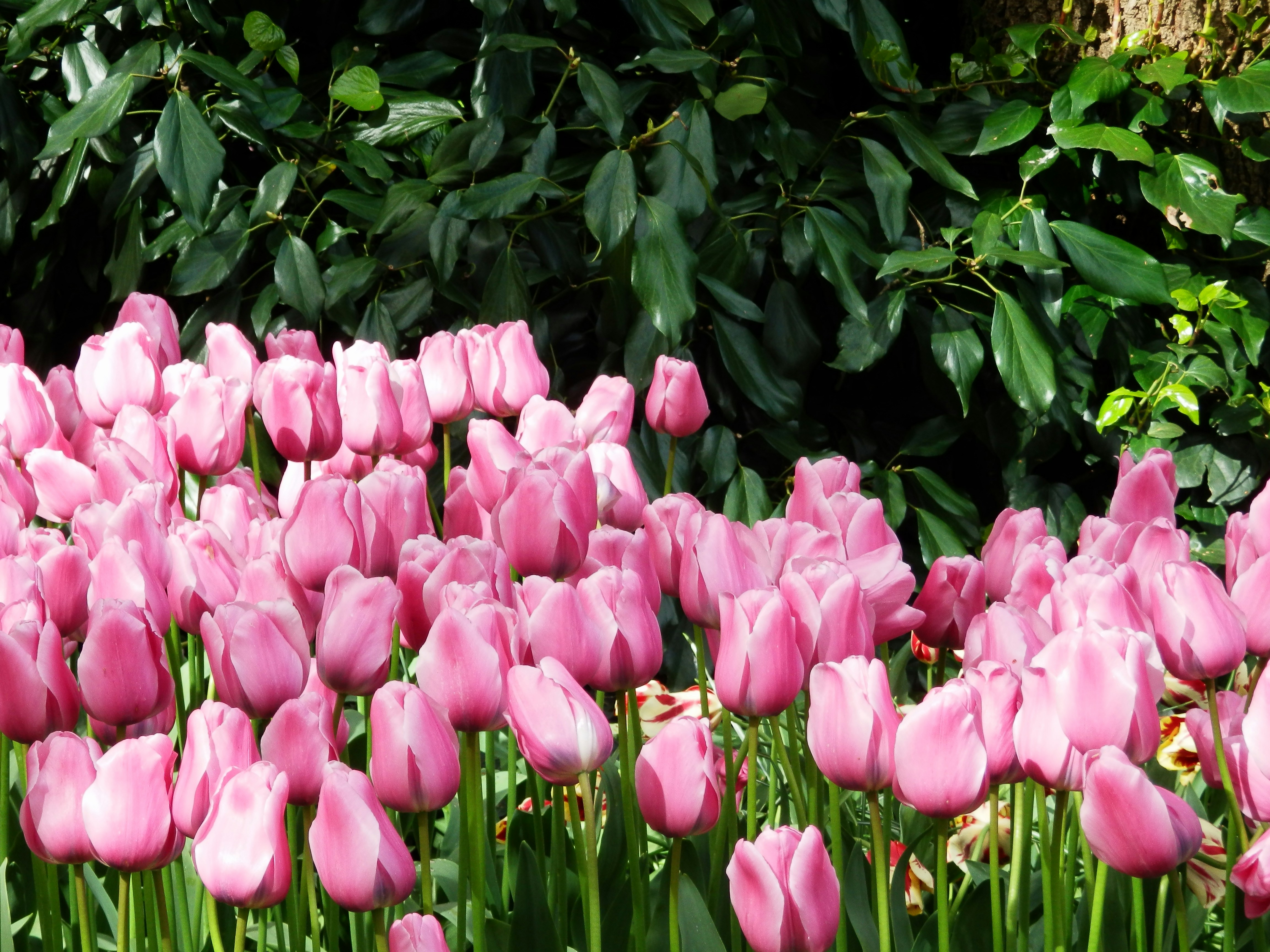 a field of pink tulips with green leaves in the background