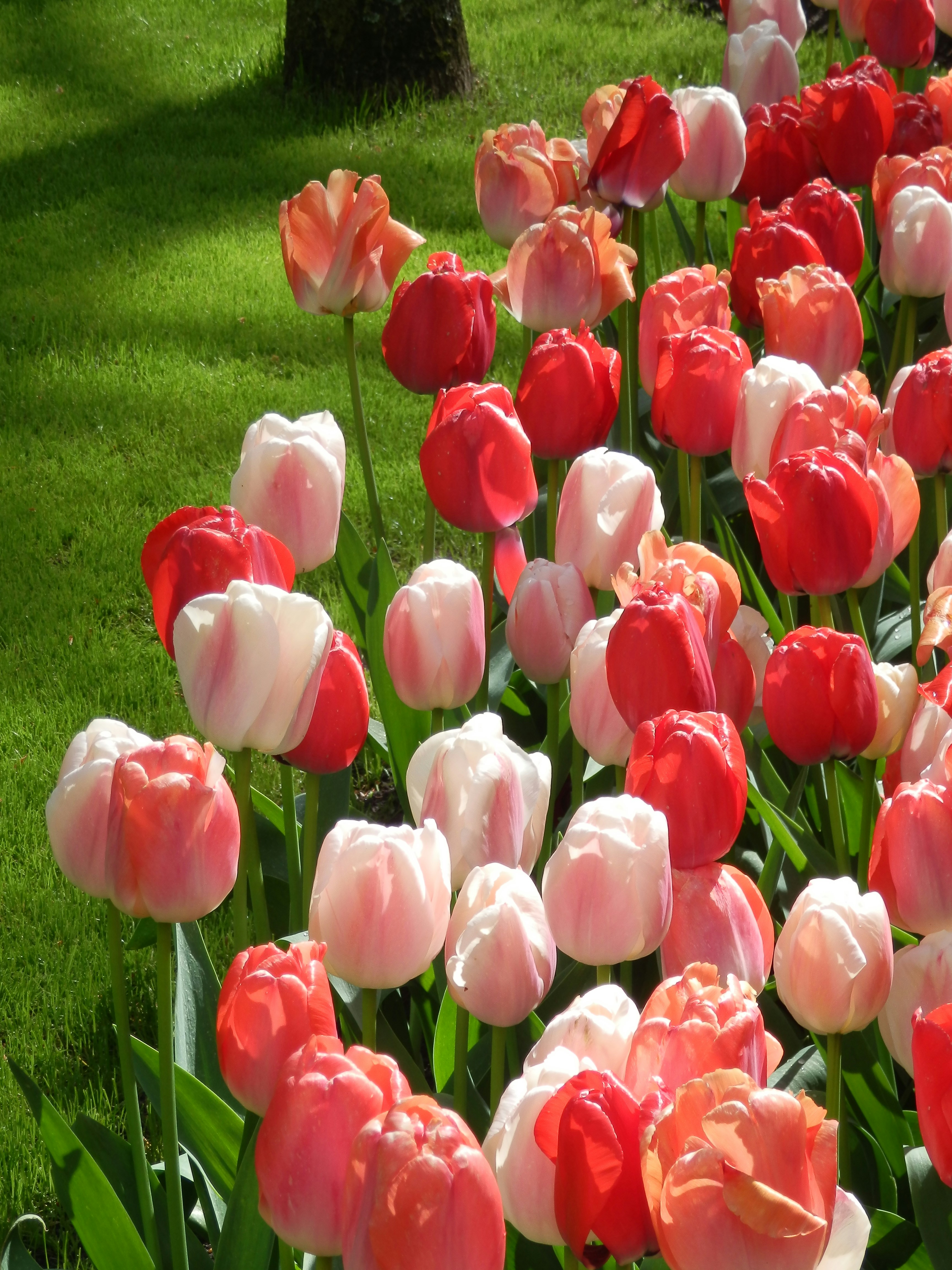 a field of red and white tulips in a park
