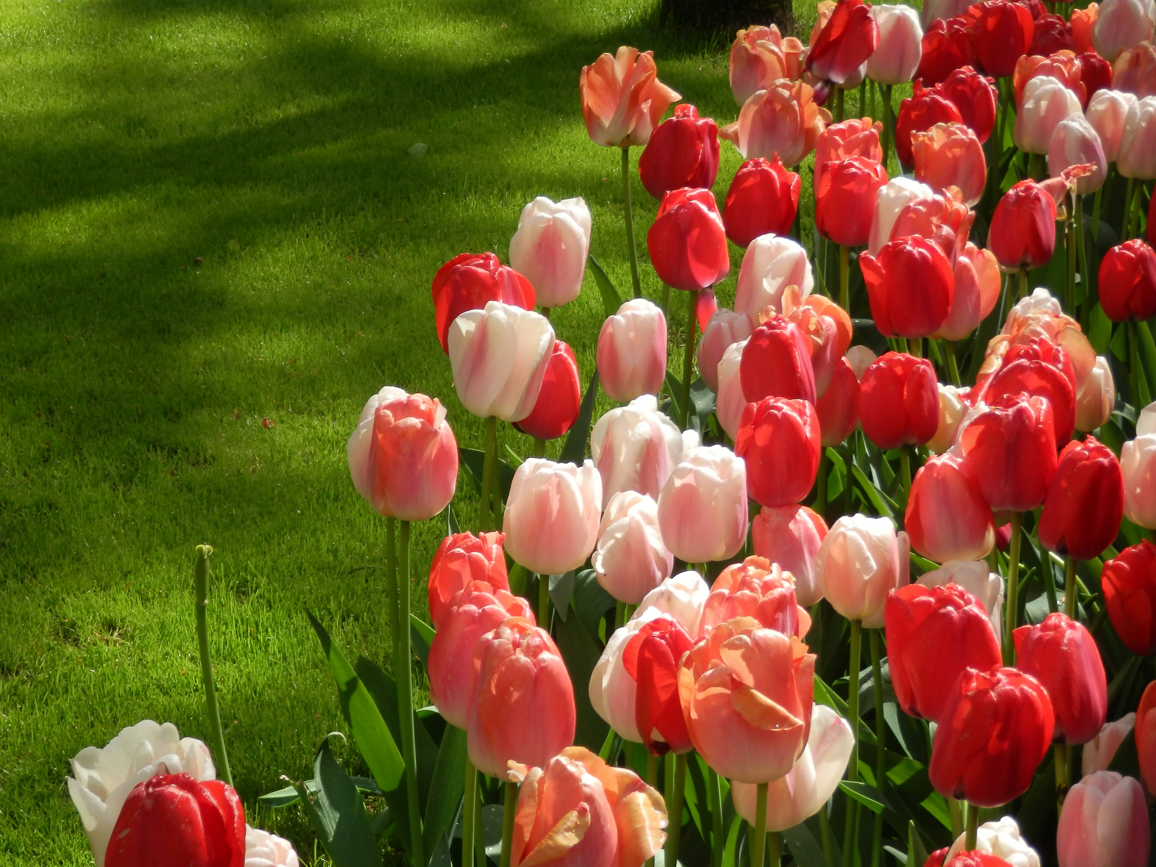 a field of red and white tulips in a park