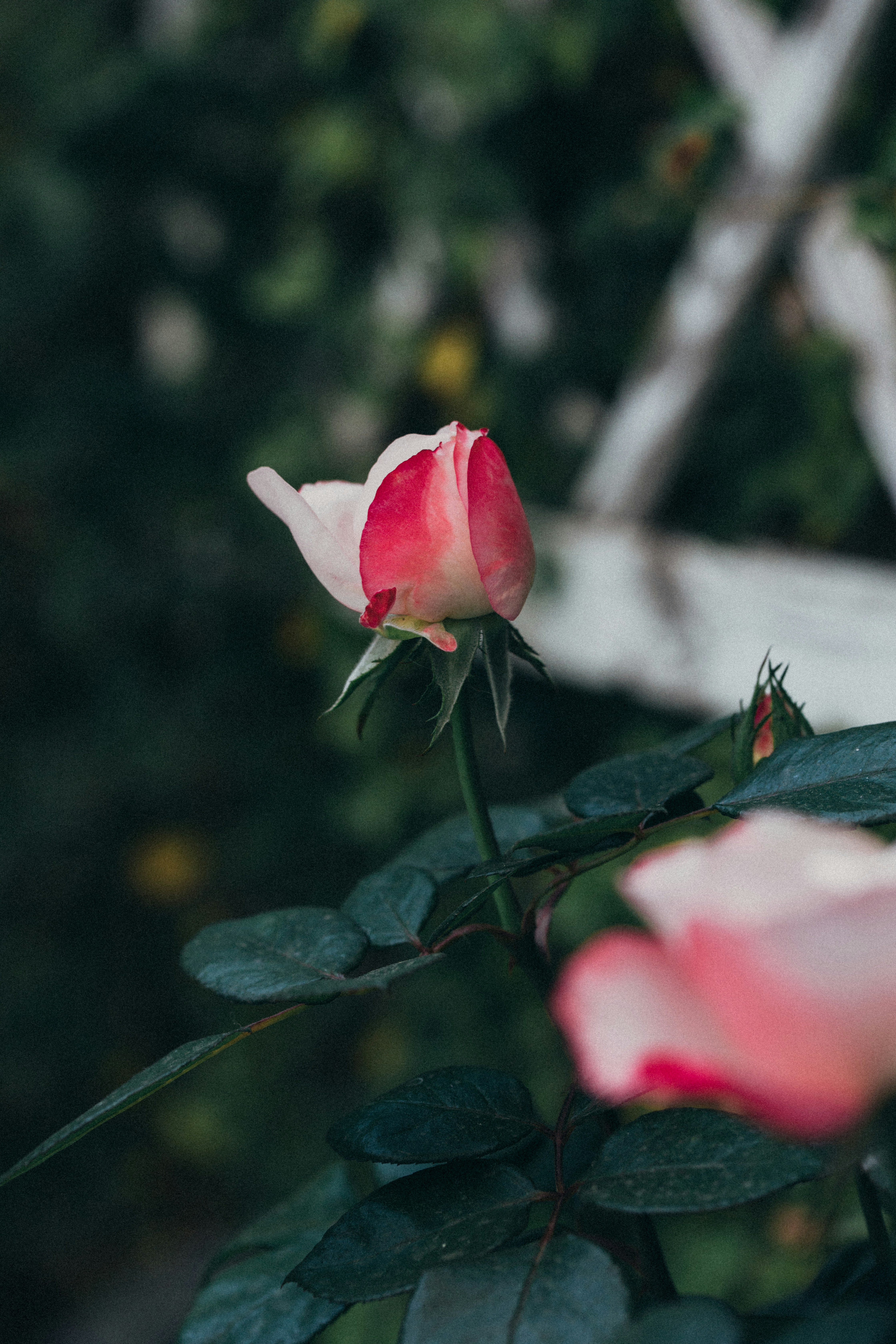 Photo by lahuertaestudio