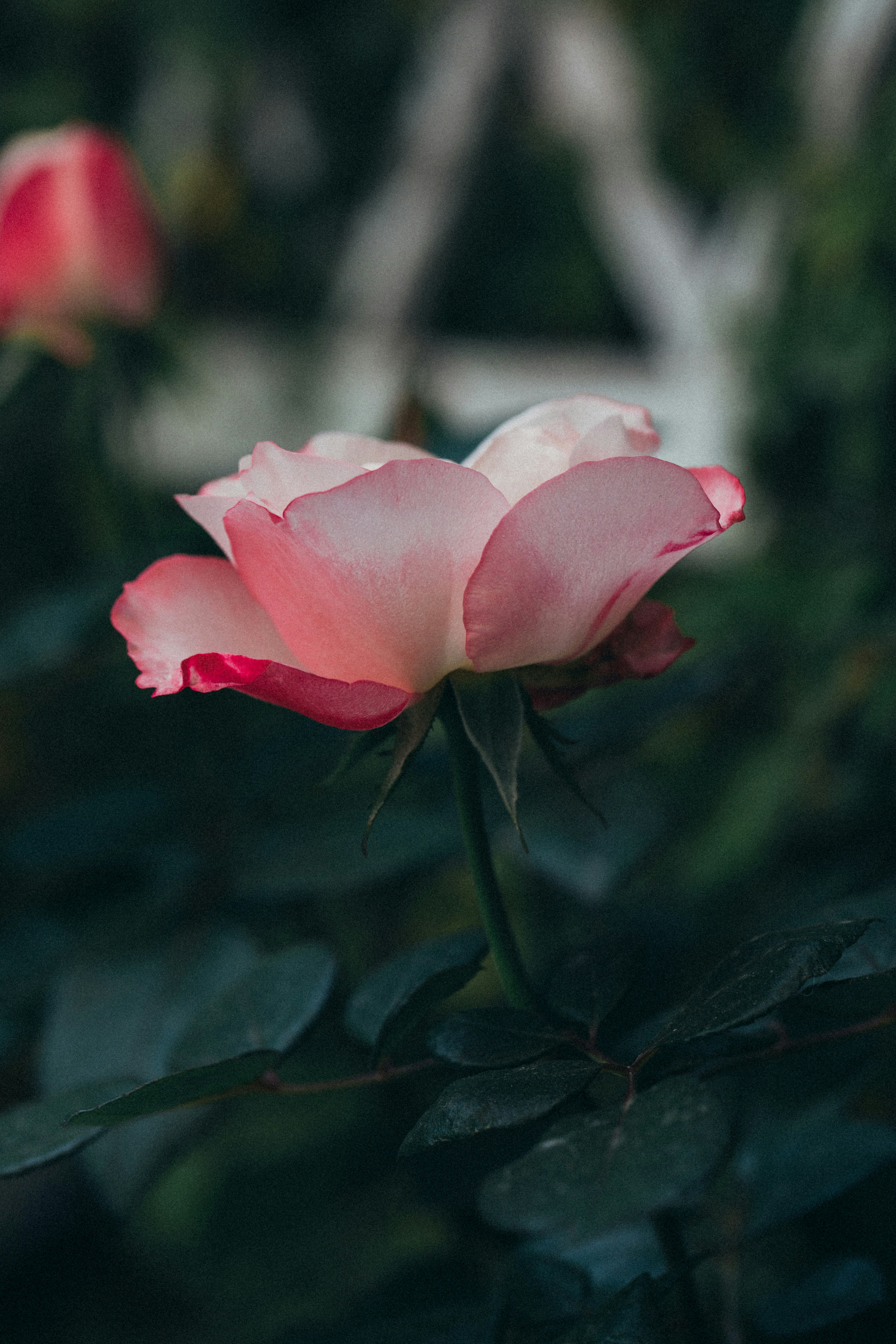 Photo by lahuertaestudio