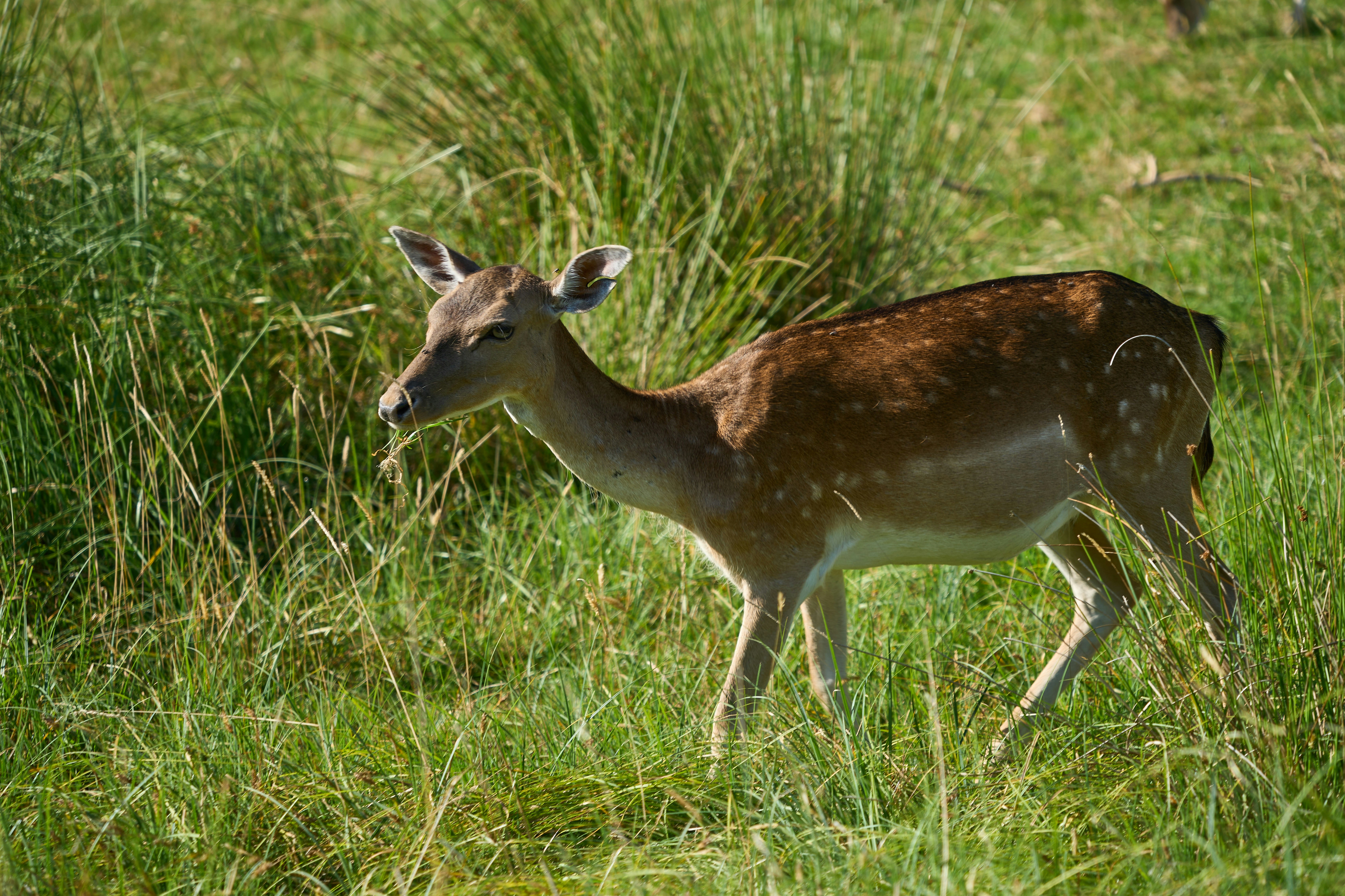 Photo by wolfgang_hasselmann