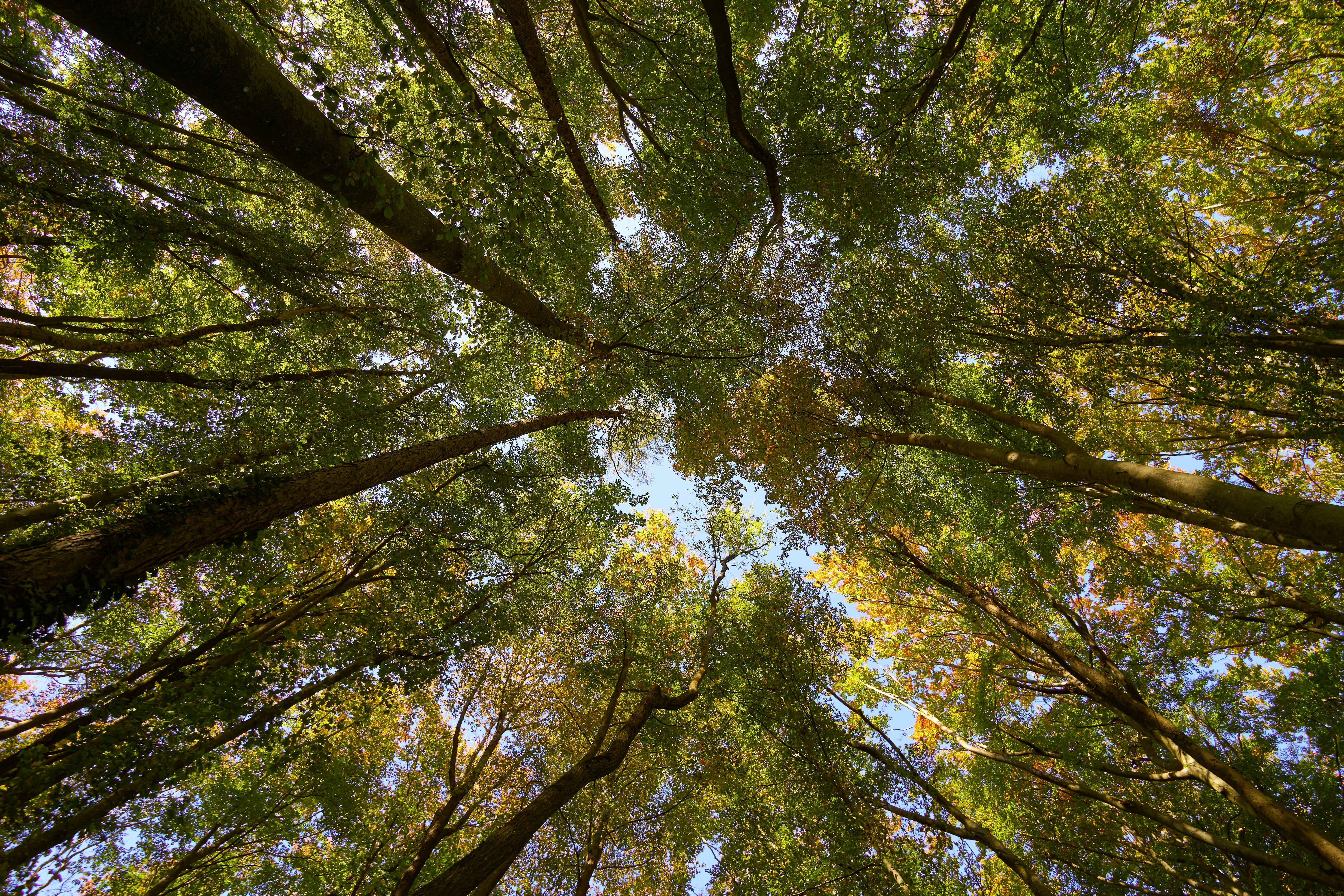 Photo by wolfgang_hasselmann