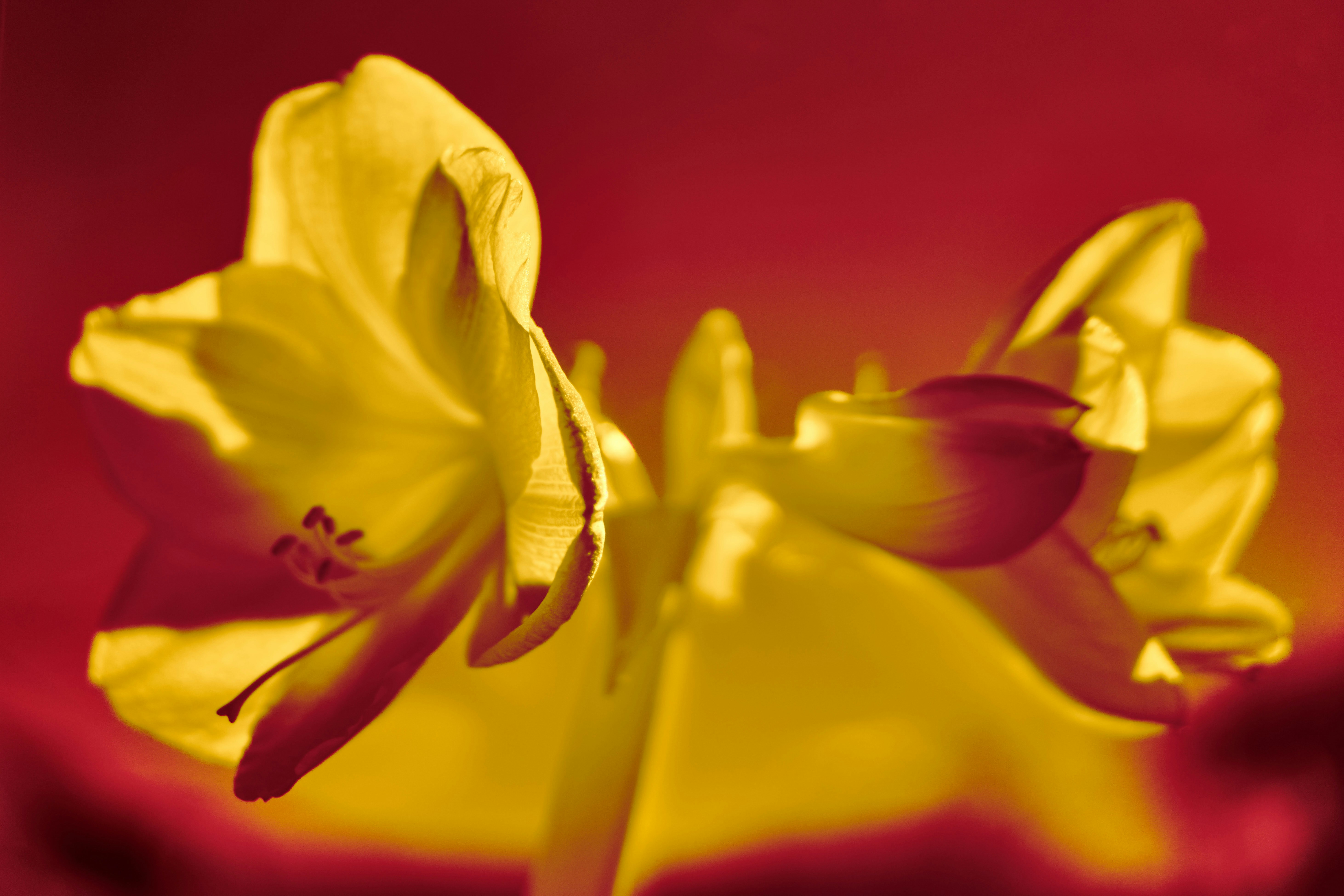 Photo by wolfgang_hasselmann