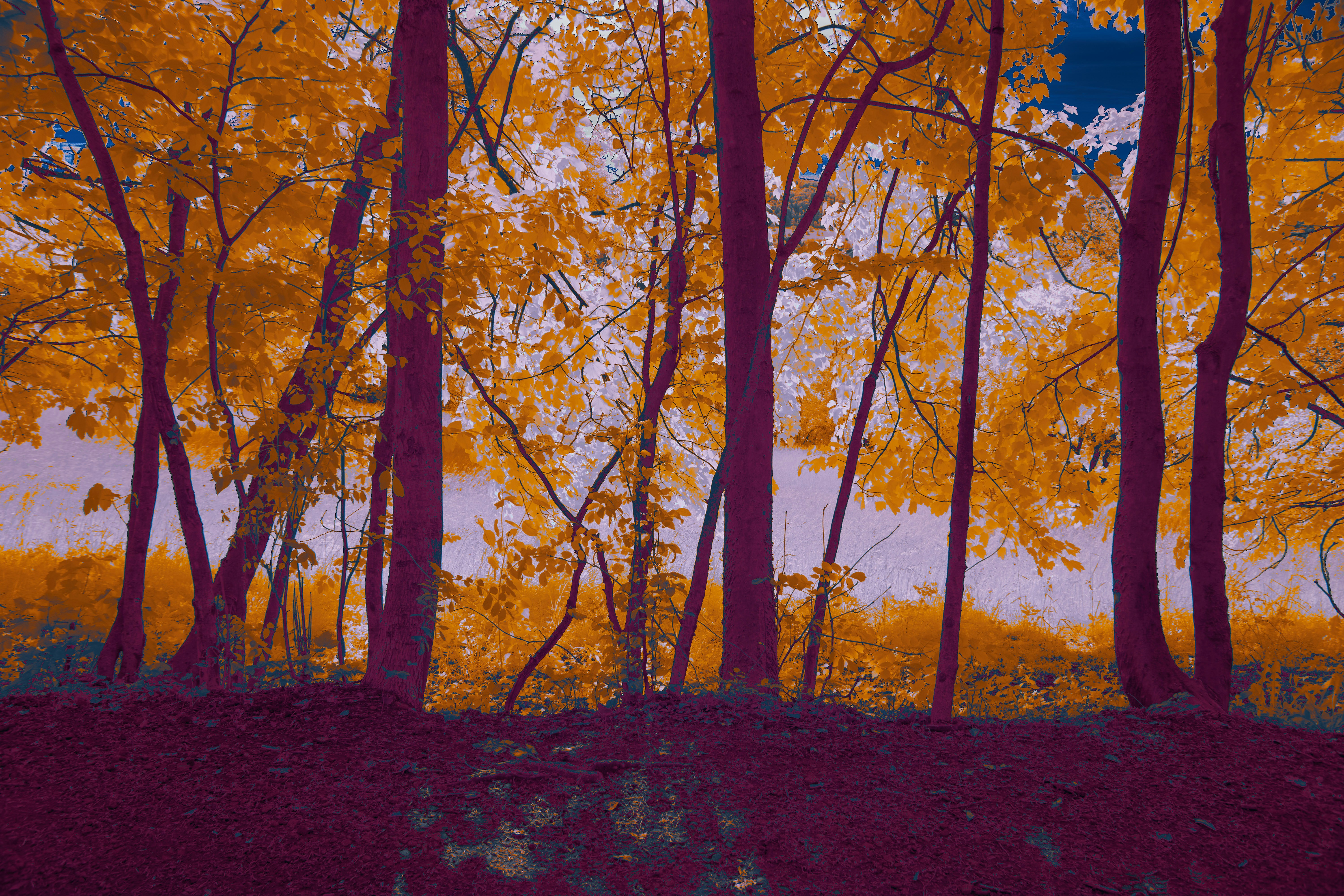 Photo by wolfgang_hasselmann