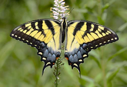 a yellow and black butterfly sitting on a flower