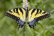 a yellow and black butterfly sitting on a flower