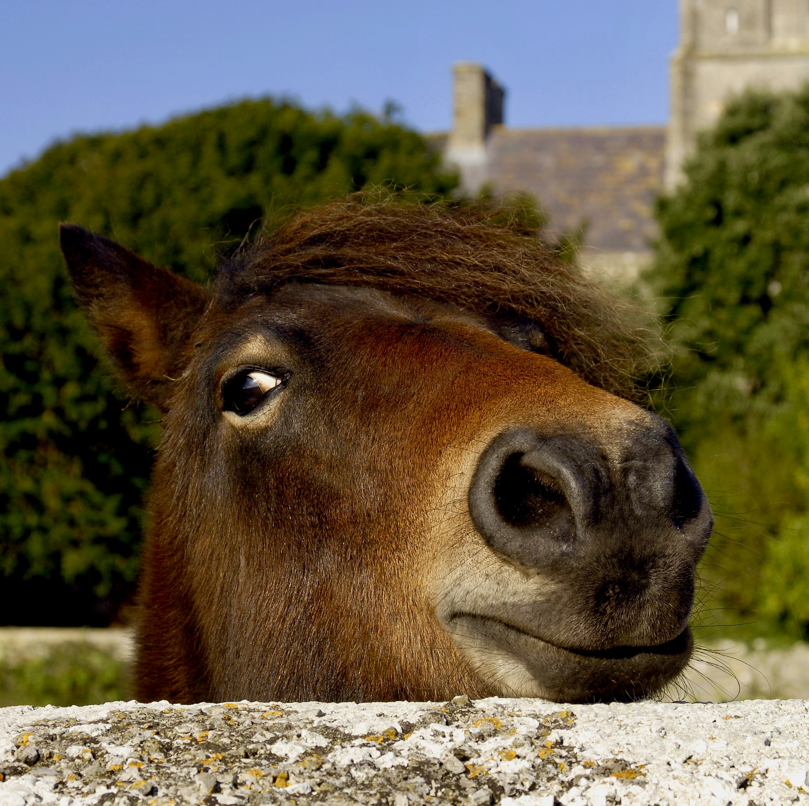 a close up of a horse with a building in the background